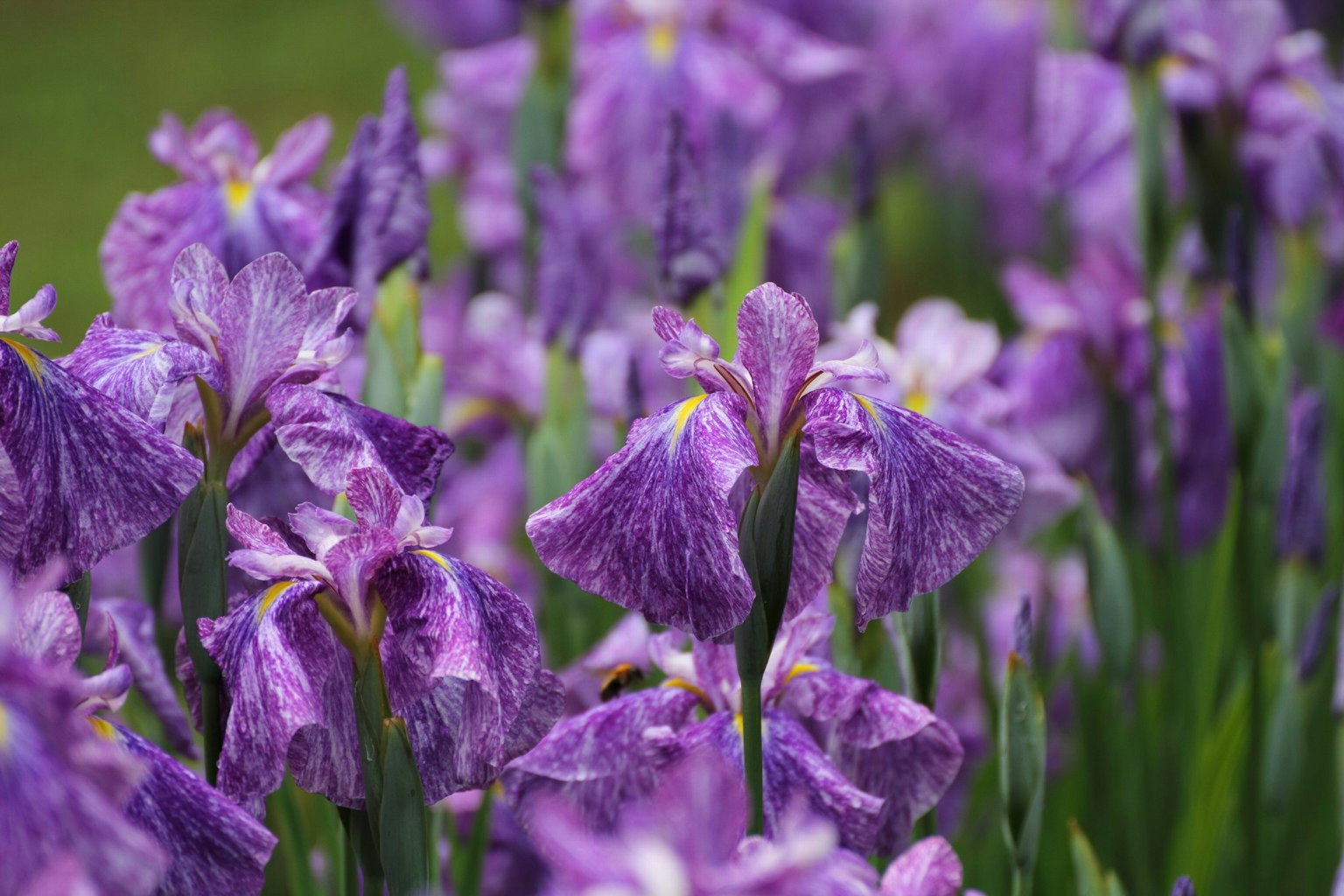 Una scena di giardino con fiori di iris viola in fiore