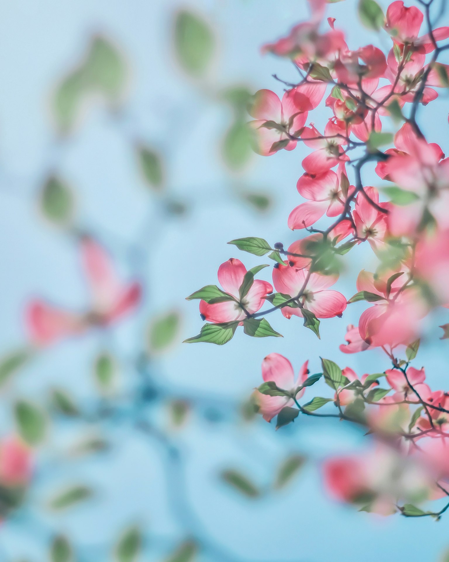 Fiori rosa e foglie verdi di un albero contro un cielo blu