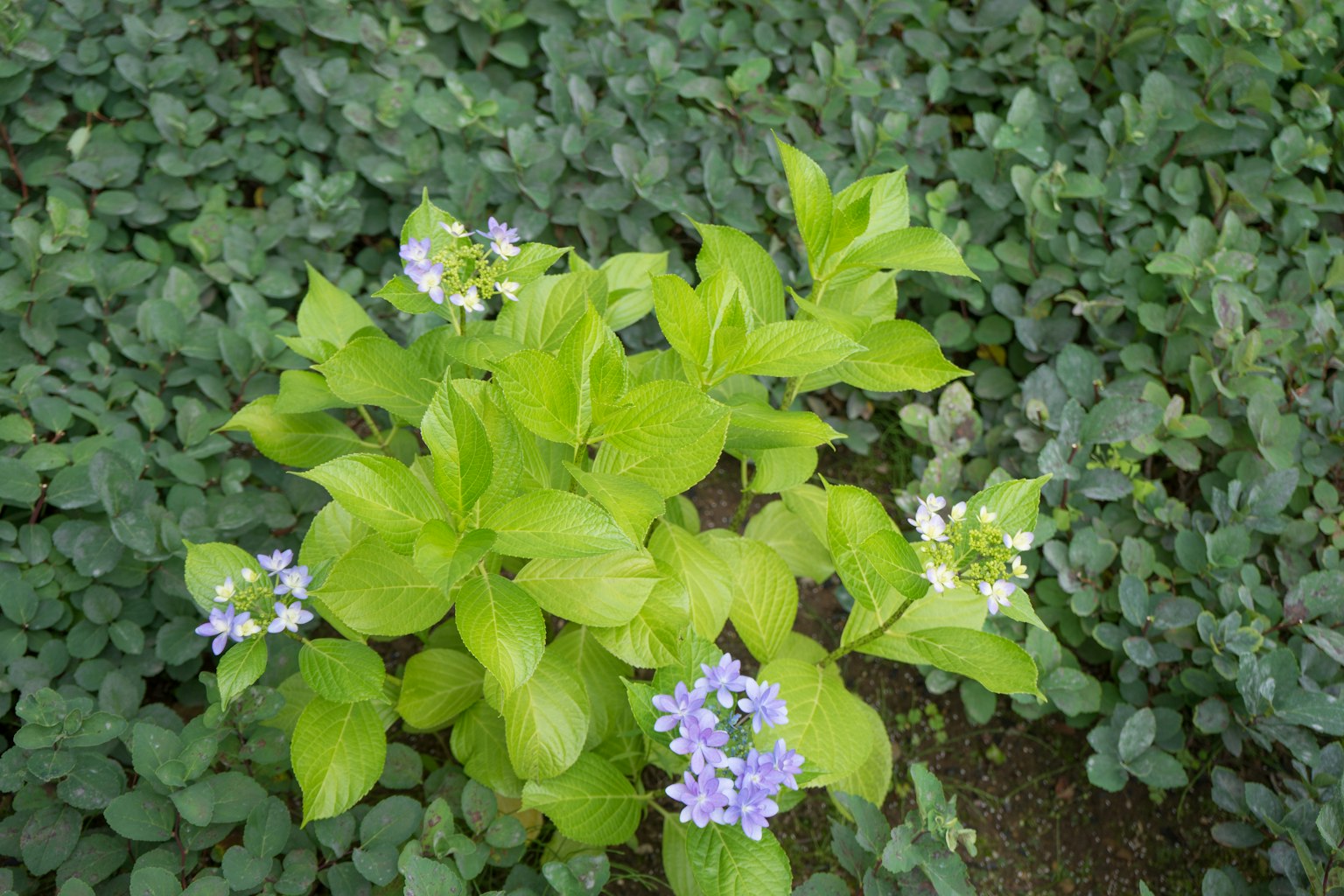 Draufsicht auf eine Pflanze mit grünen Blättern und lila Blumen