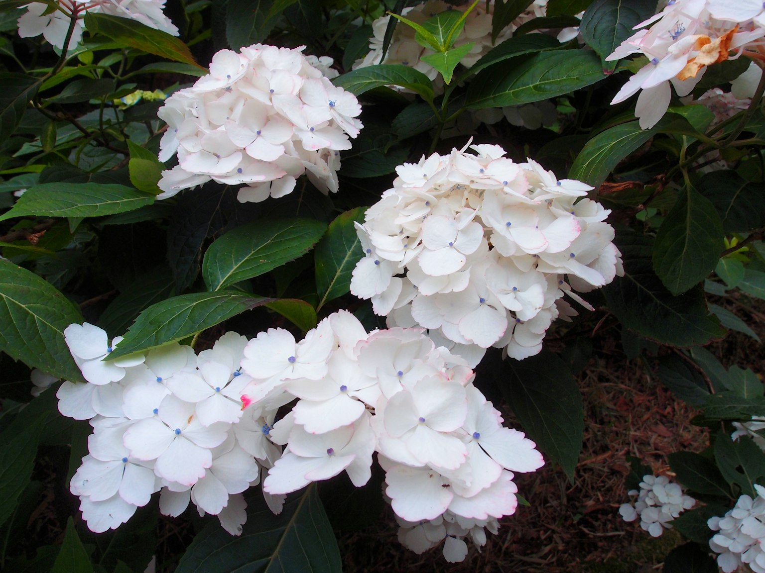 White hydrangea flowers surrounded by green leaves