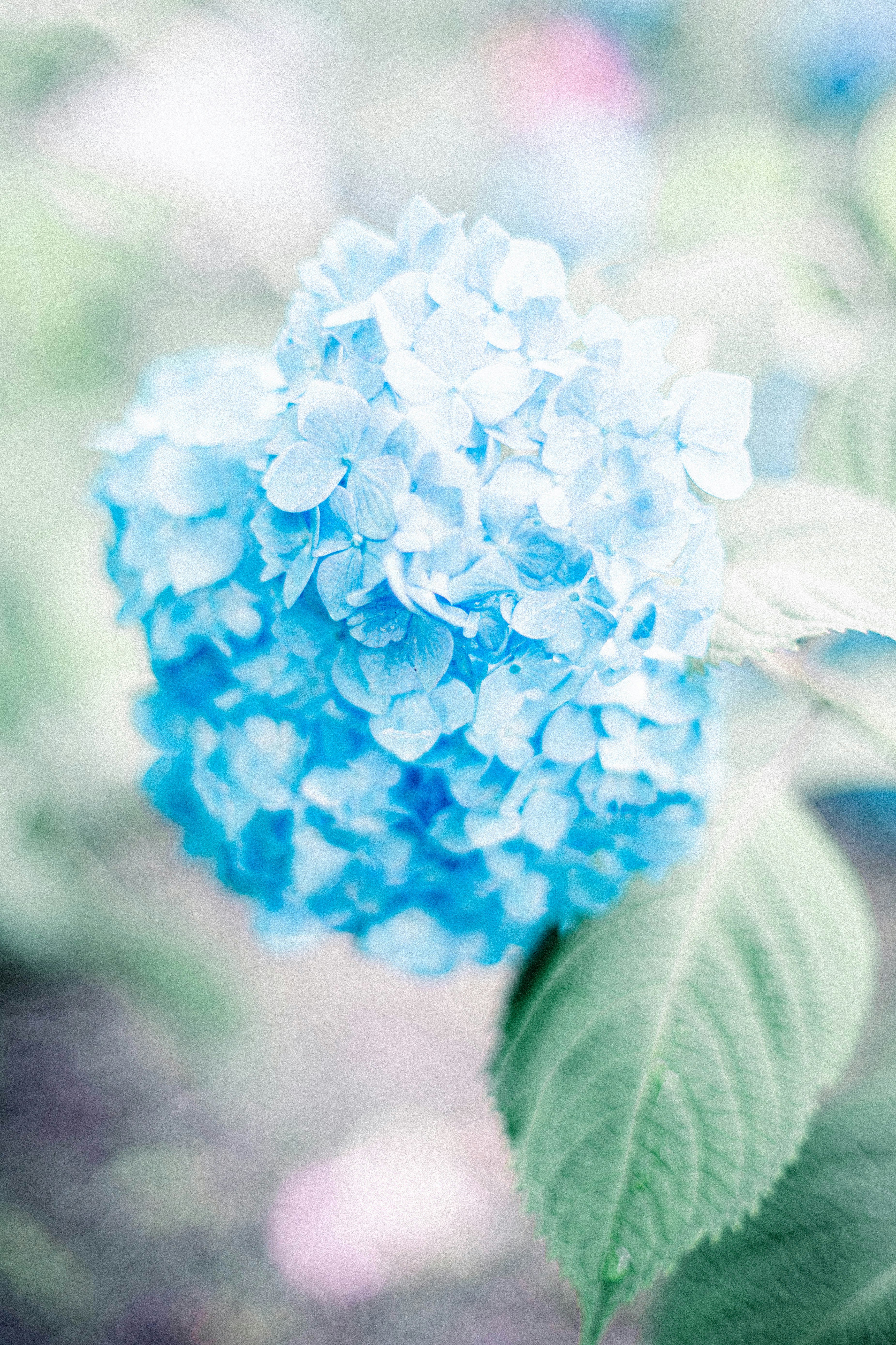 青いあじさいの花と葉のクローズアップ