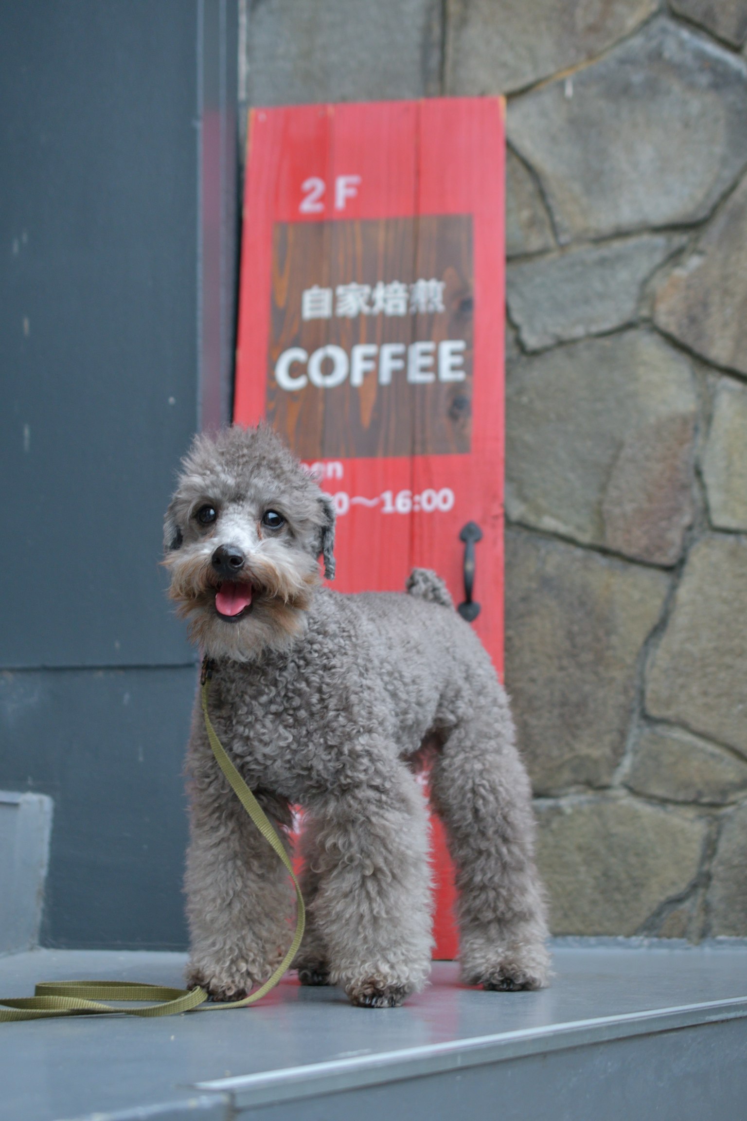 Perro gris de pie frente a un cartel de café