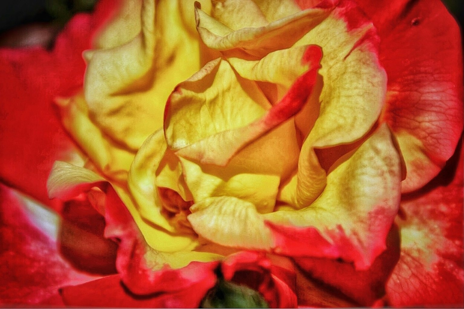 Close-up mawar dengan kelopak merah dan kuning menampilkan detail rumit