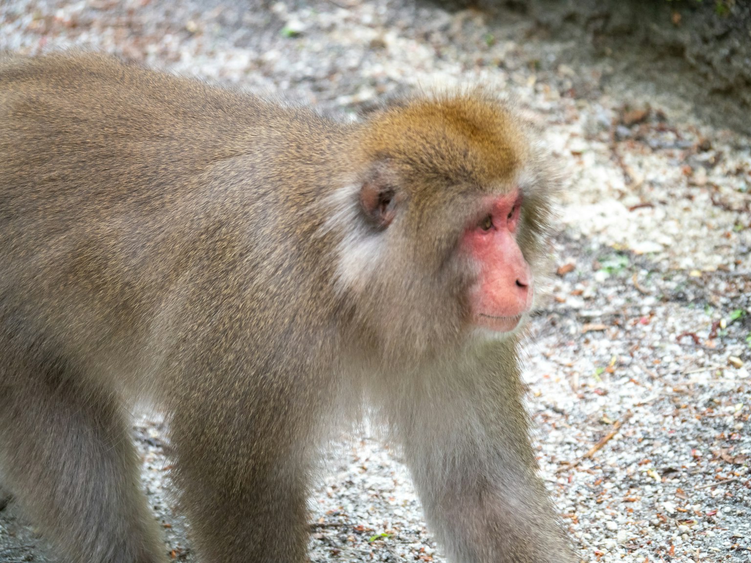 A monkey walking with soft fur and a light-colored coat