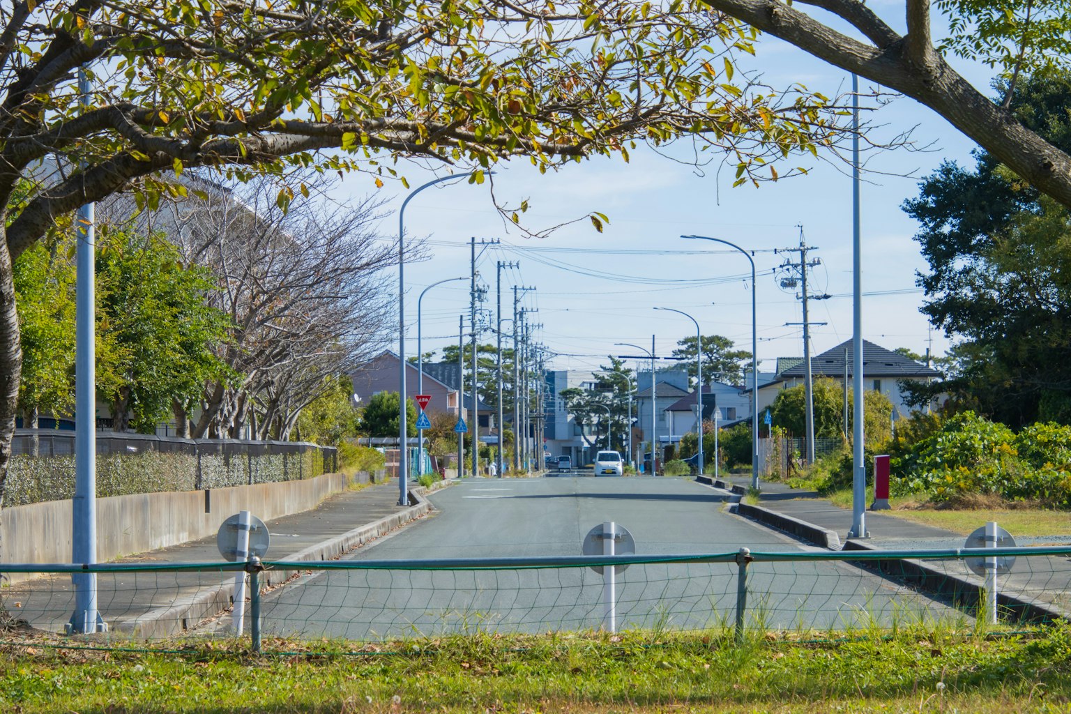 宁静的街道场景两旁是绿色树木和电线杆