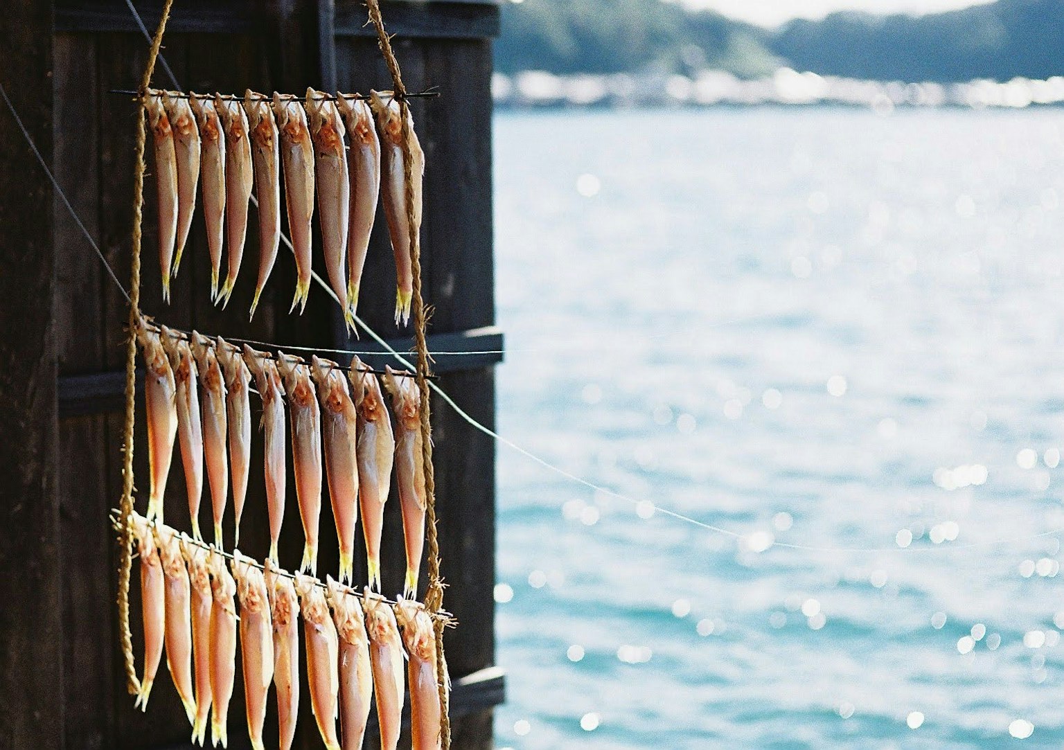海邊懸掛的乾魚