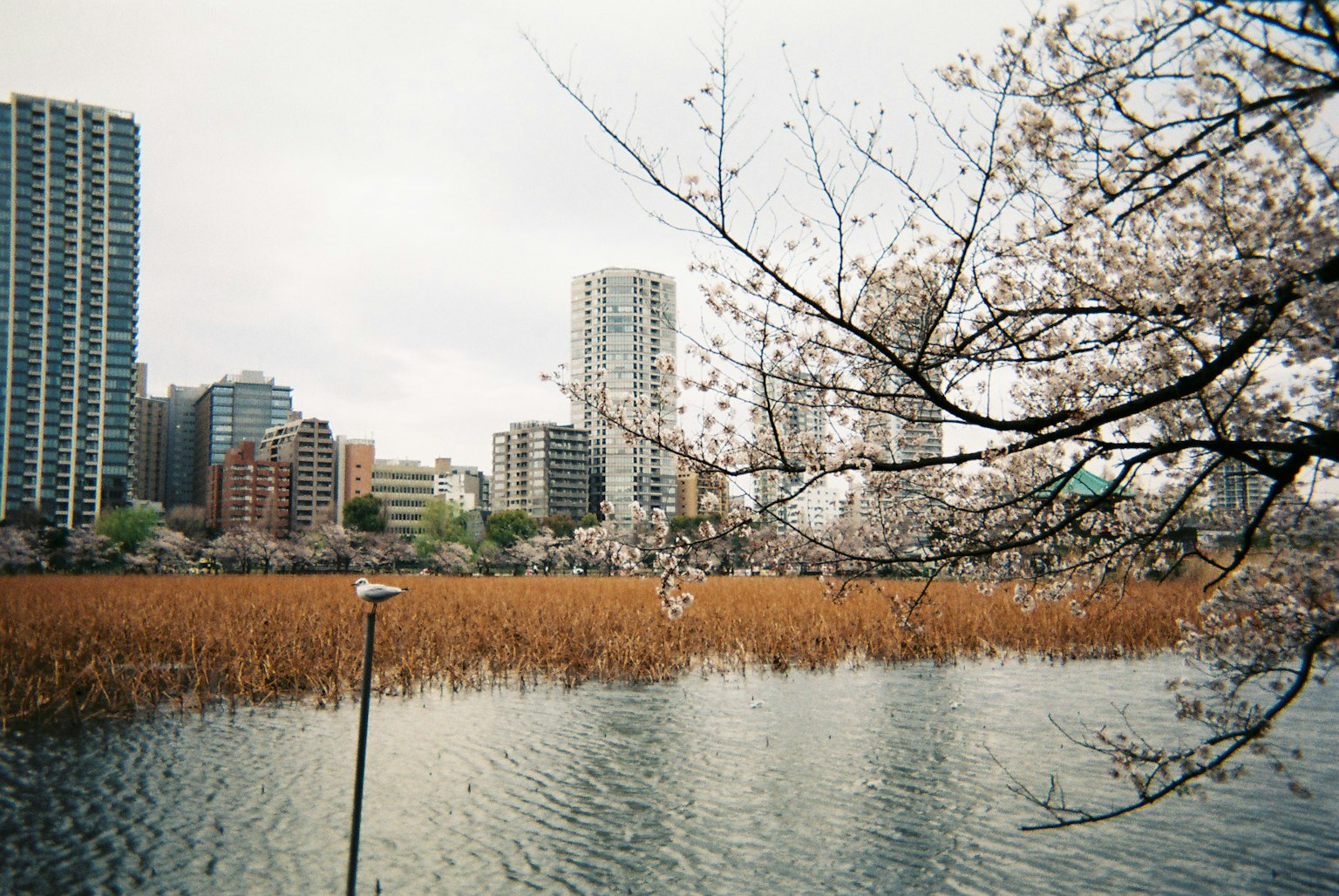 湖面上有樱花树和摩天大楼的景色