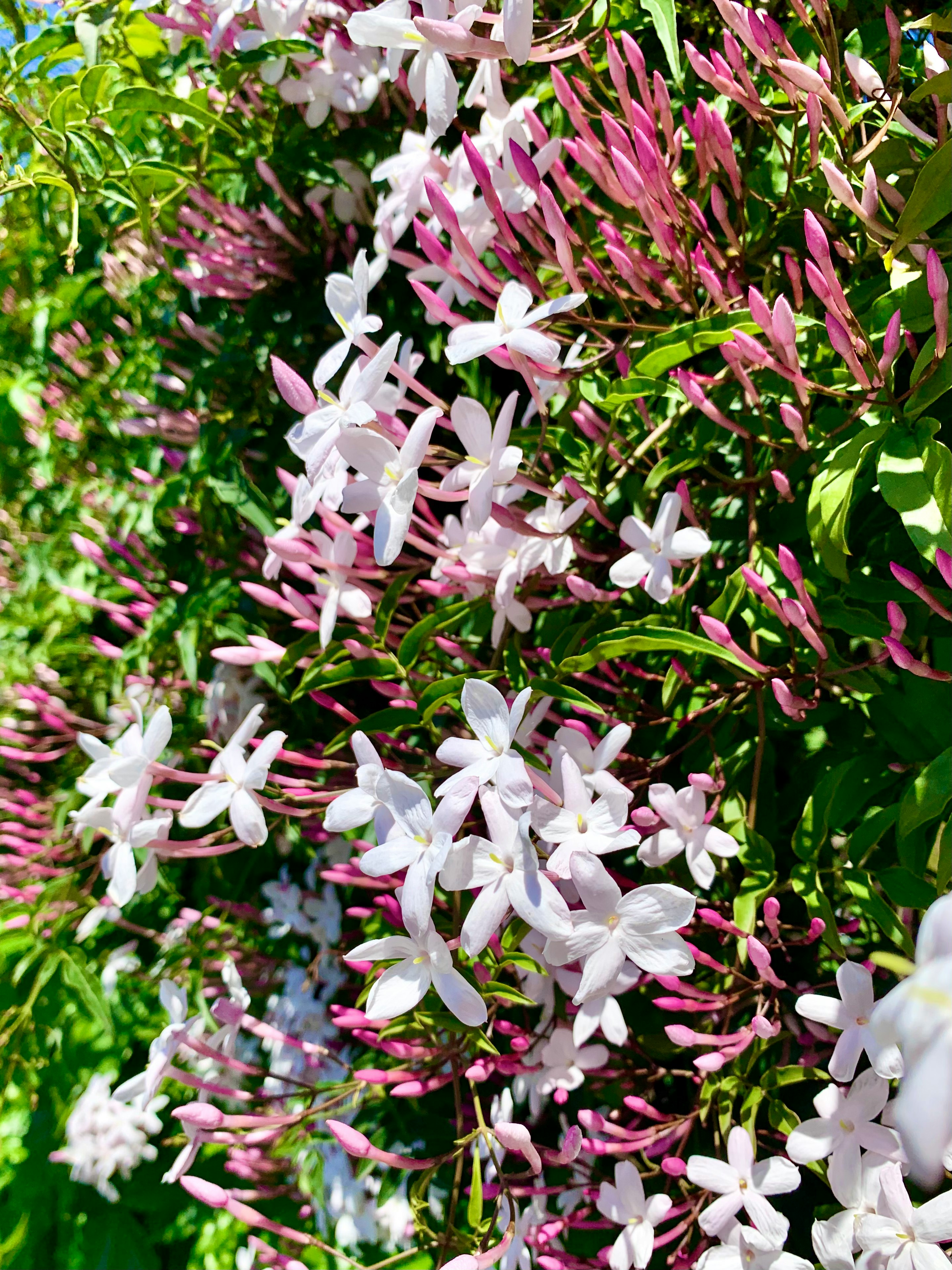 粉白相间花簇特写
