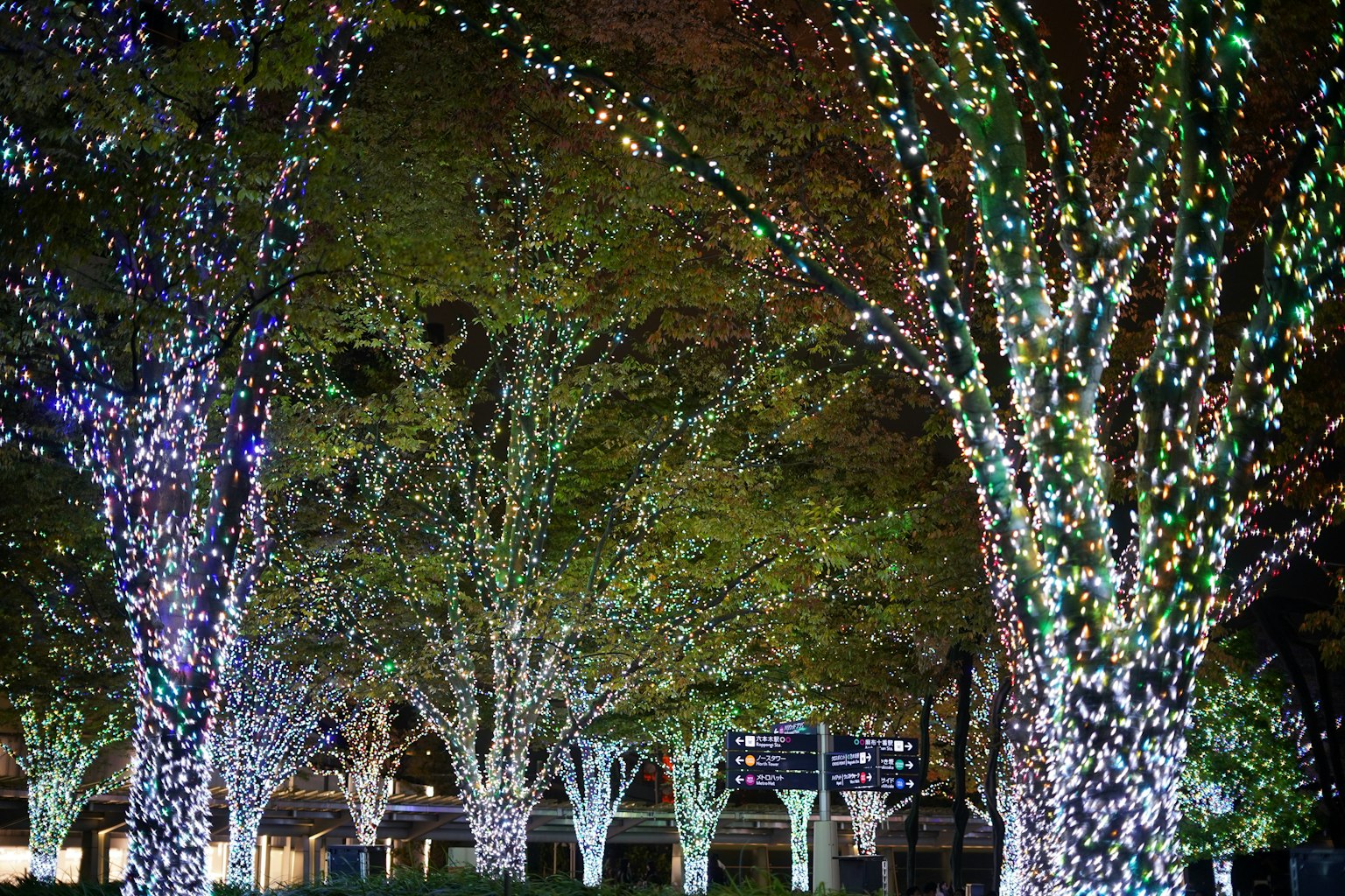 ต้นไม้ที่ประดับด้วยไฟสีสันในเวลากลางคืน