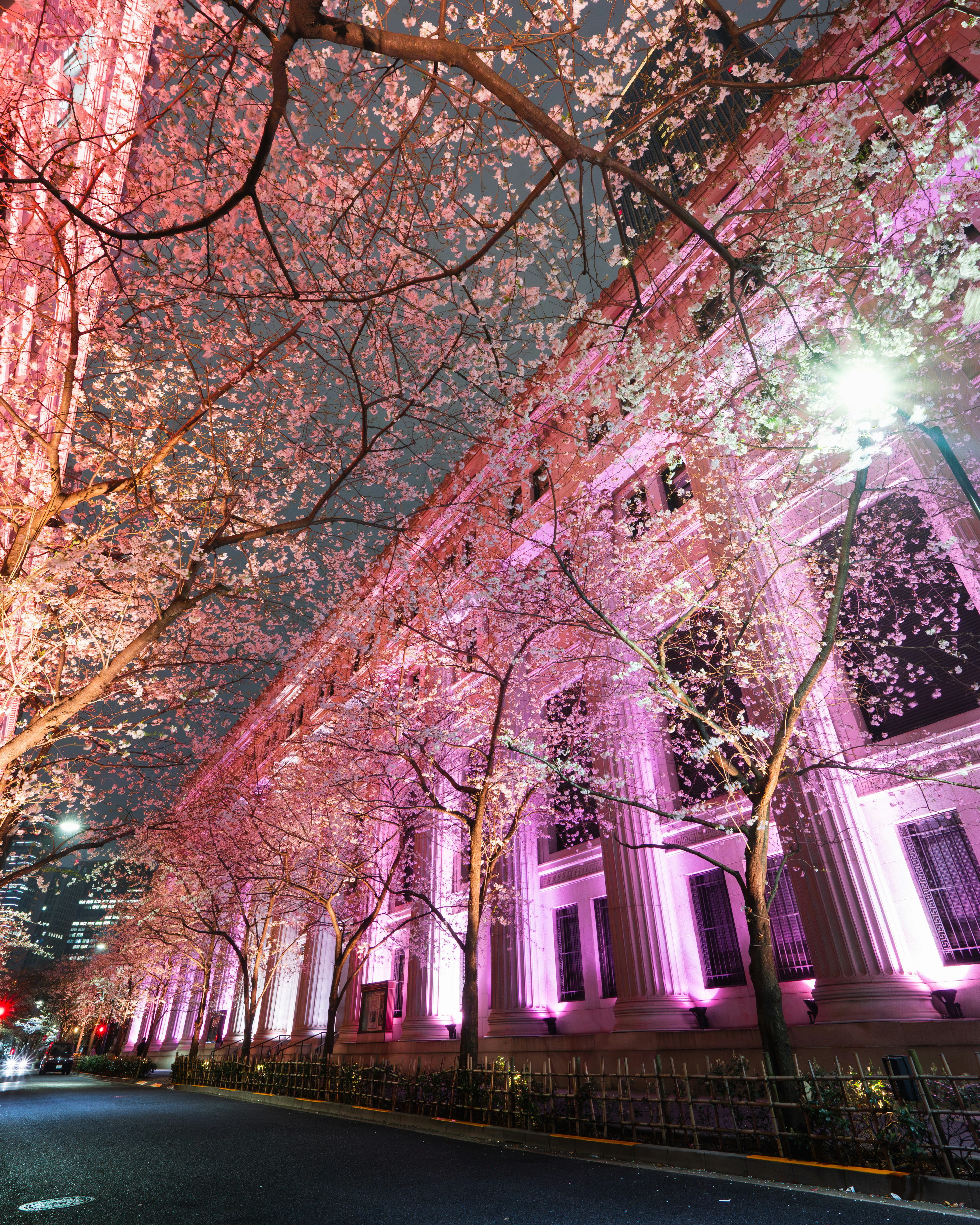 夜の桜並木とライトアップされた日本橋の江戸桜通りの街路