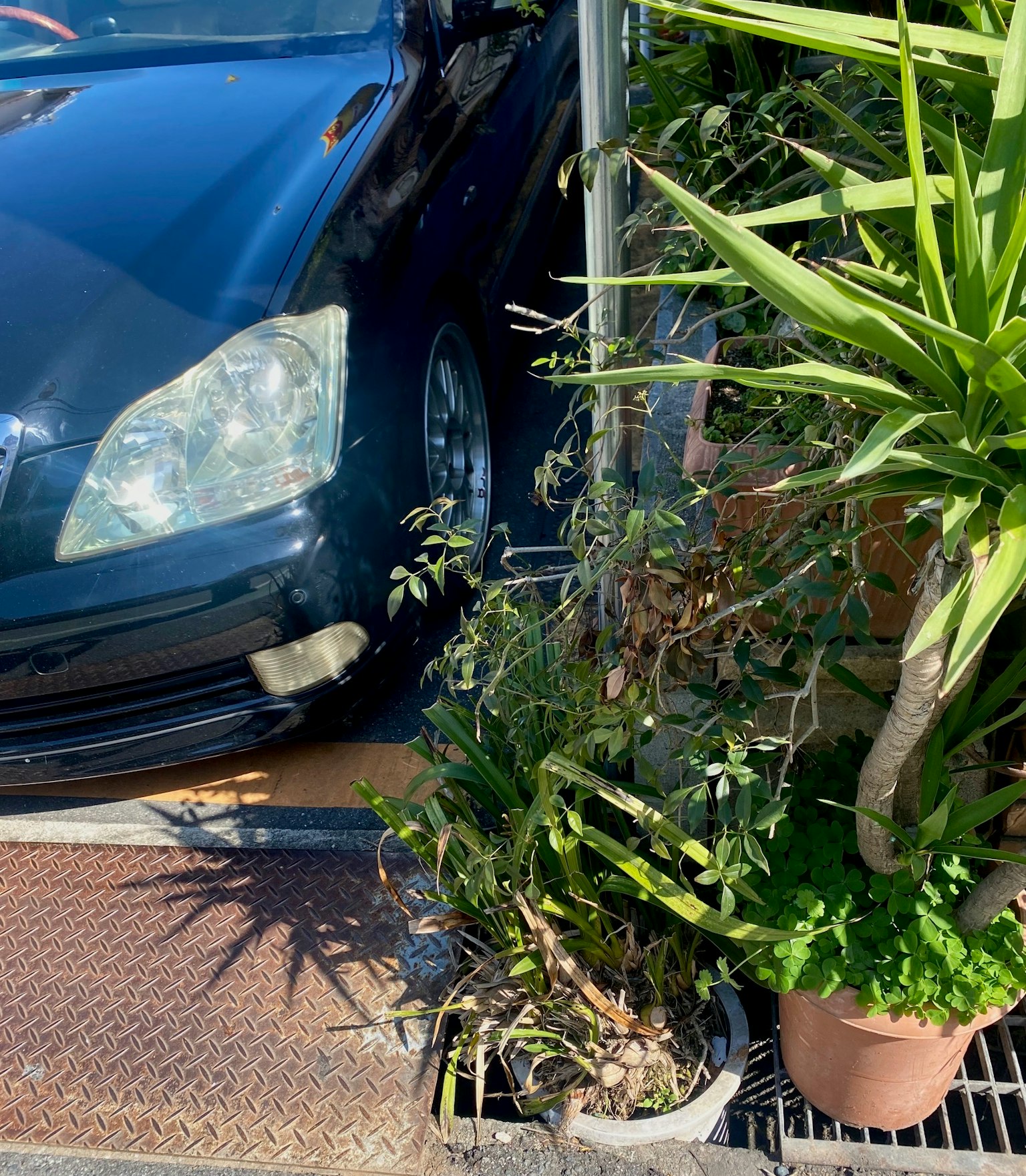 Imagen que presenta un auto negro y plantas circundantes