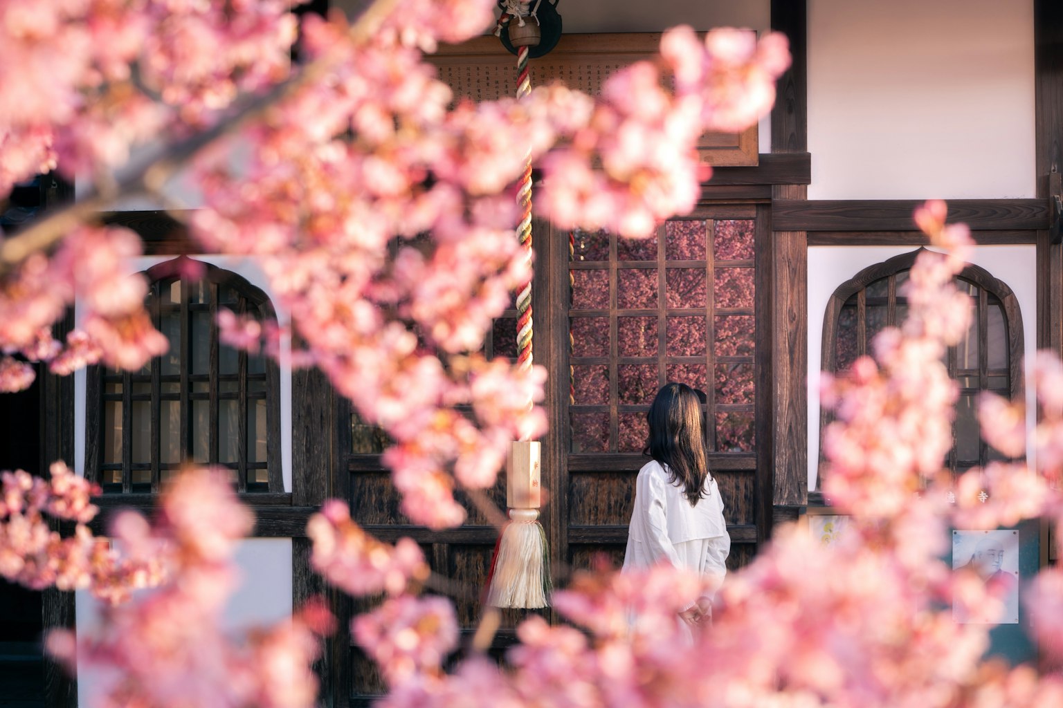 Seorang wanita berdiri di depan bunga sakura dengan bangunan tradisional di latar belakang