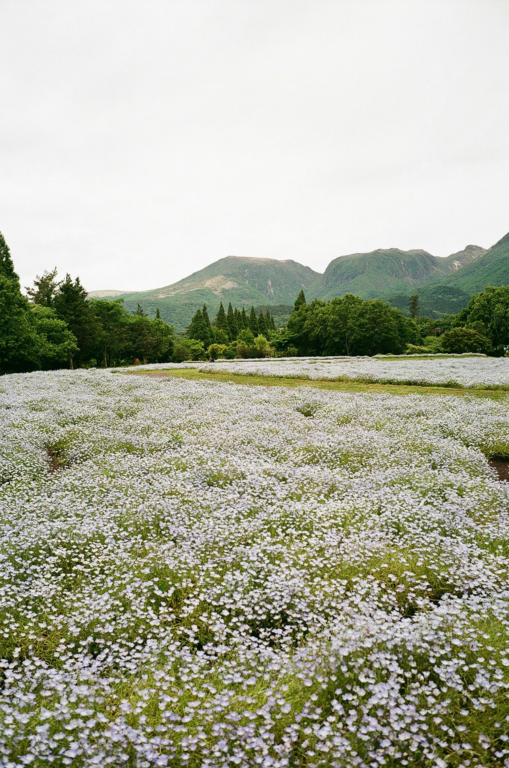 flower-filled meadow landscape with mountain views