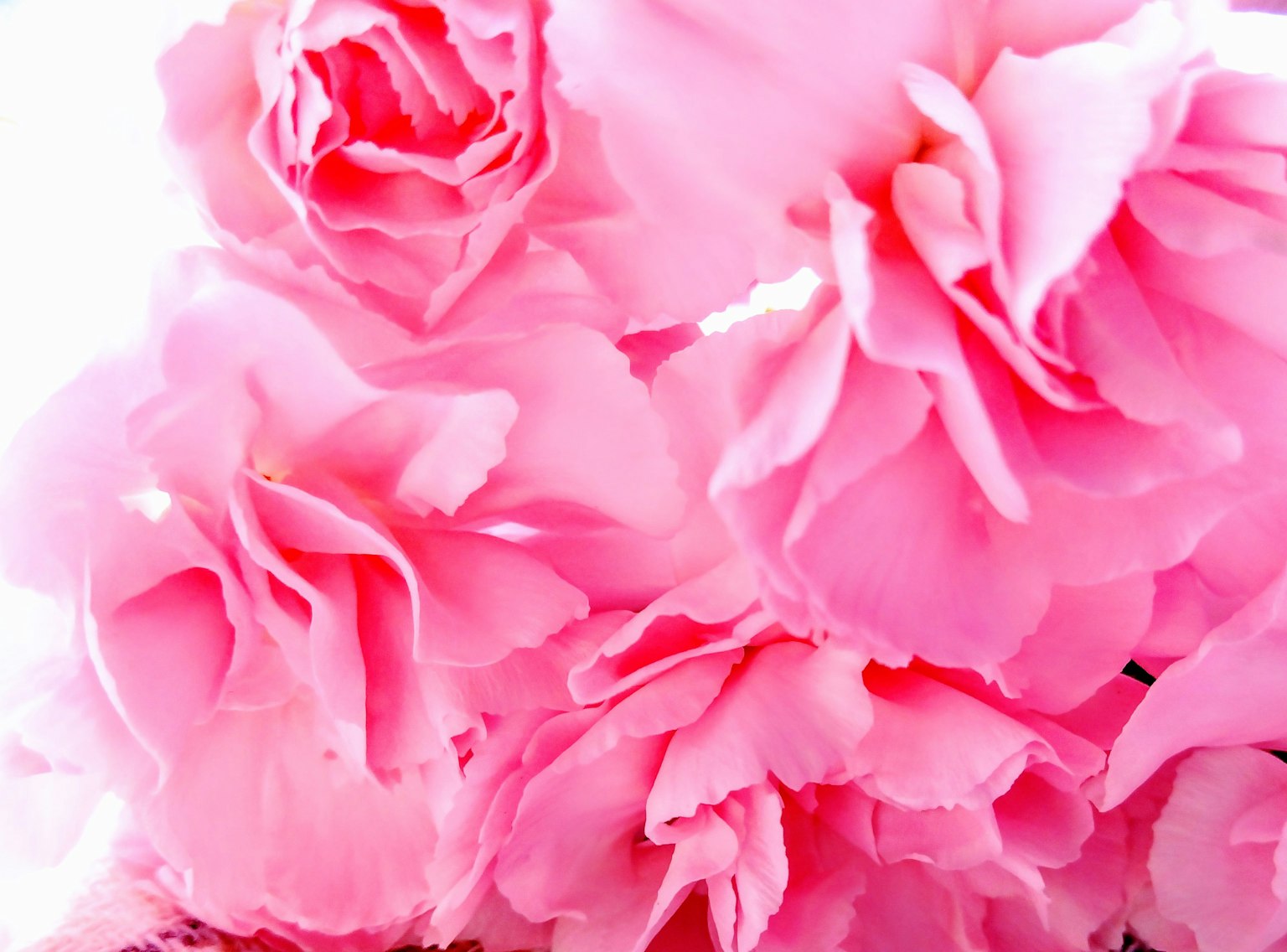 Dekat bunga mawar pink yang cerah