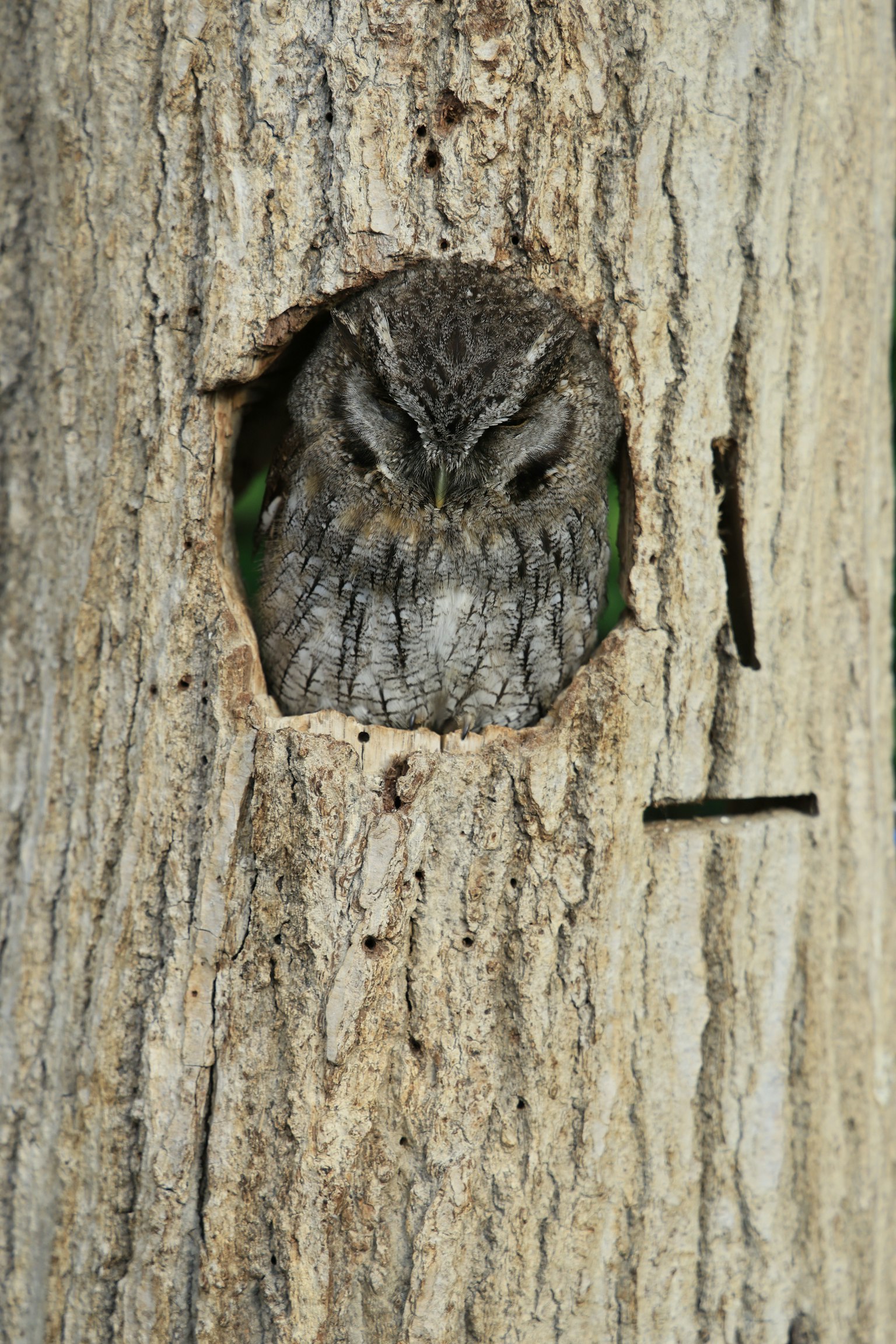Gufo che sbircia da un buco in un albero