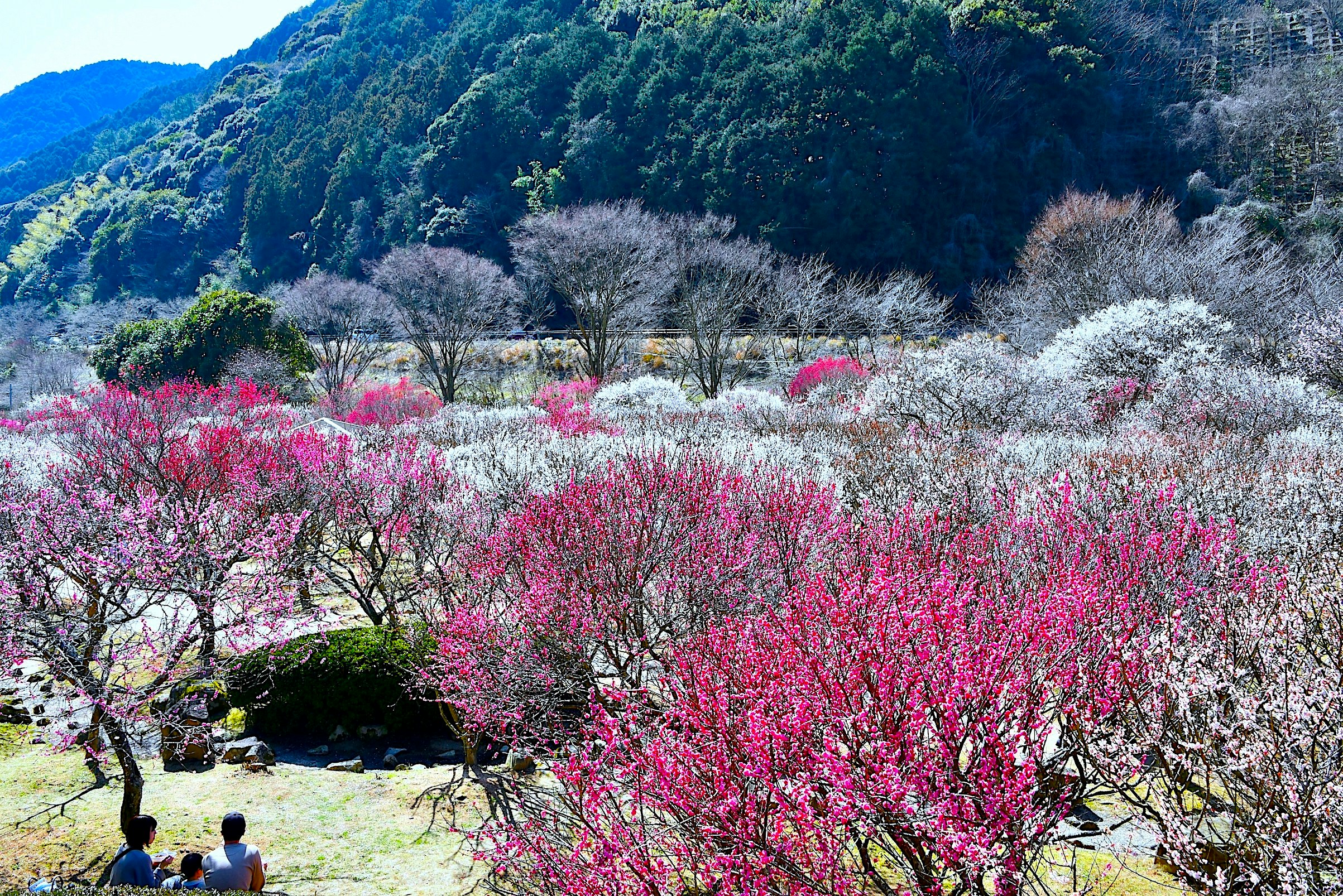桃の花が咲き並ぶ山あいの花畑