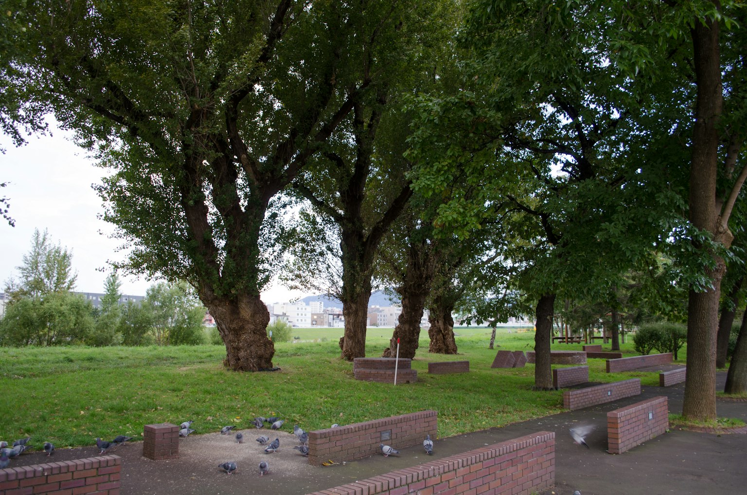 Grandi alberi e panchine in un parco verde