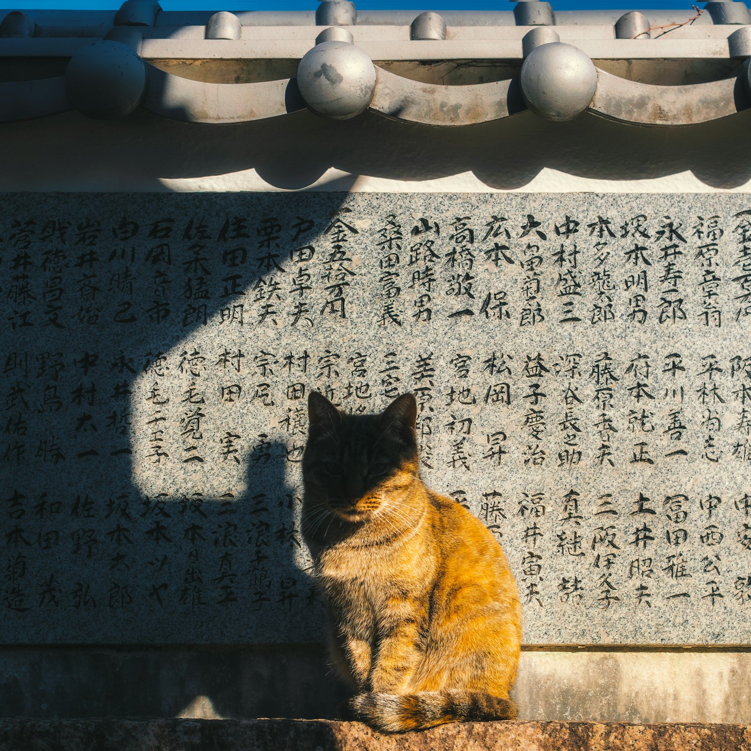 Kucing calico duduk di depan prasasti kuno