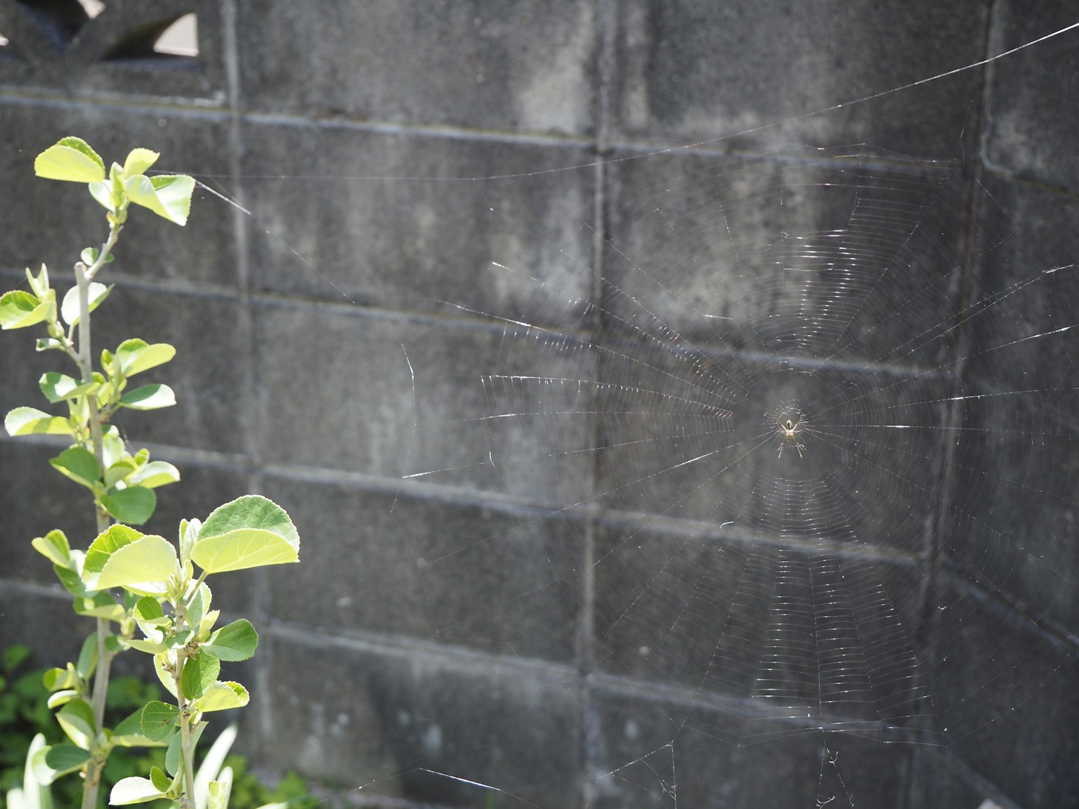 Pianta verde di fronte a un muro di blocchi neri testurizzati