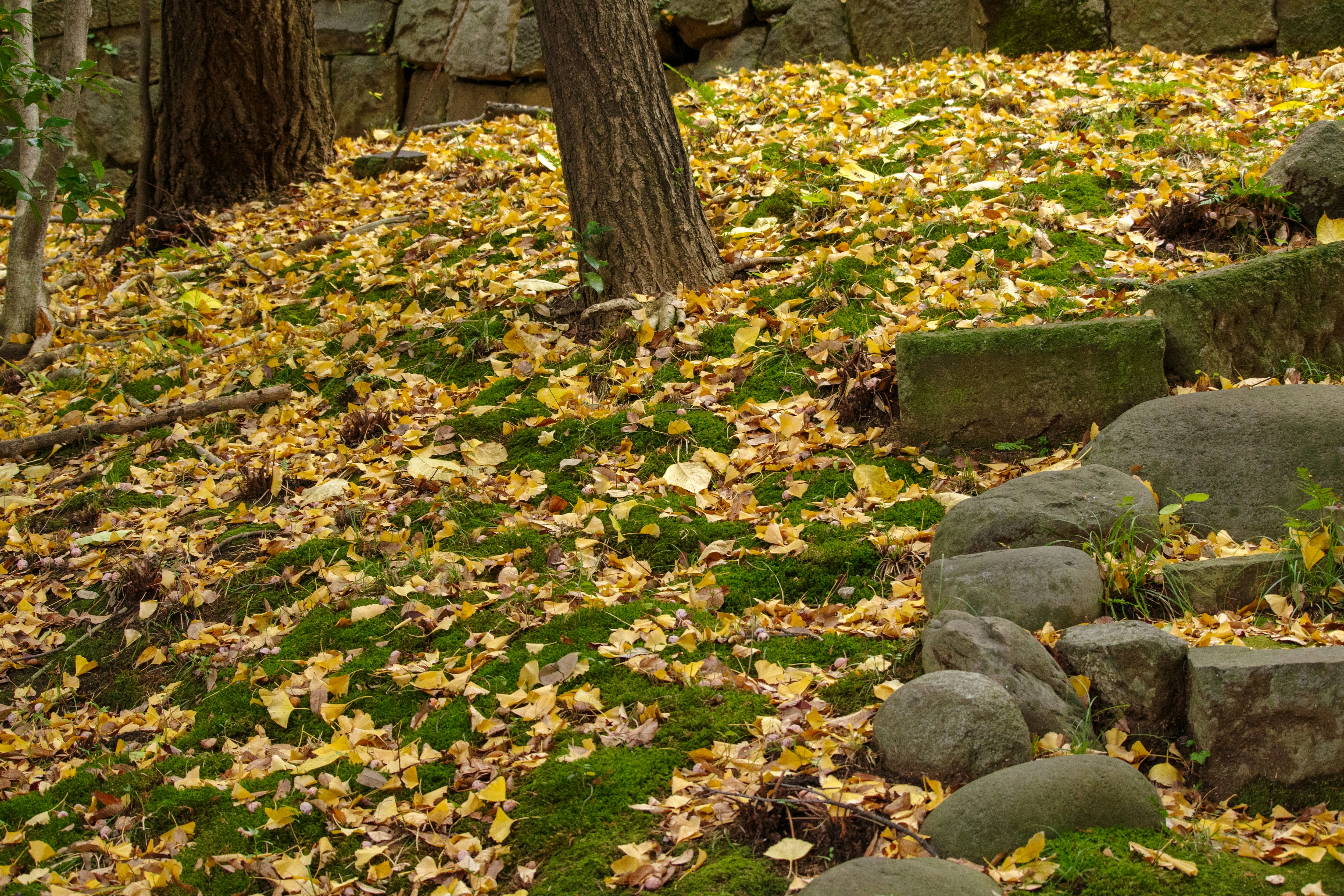 allée de parc couverte de feuilles mortes, pierres et arbres