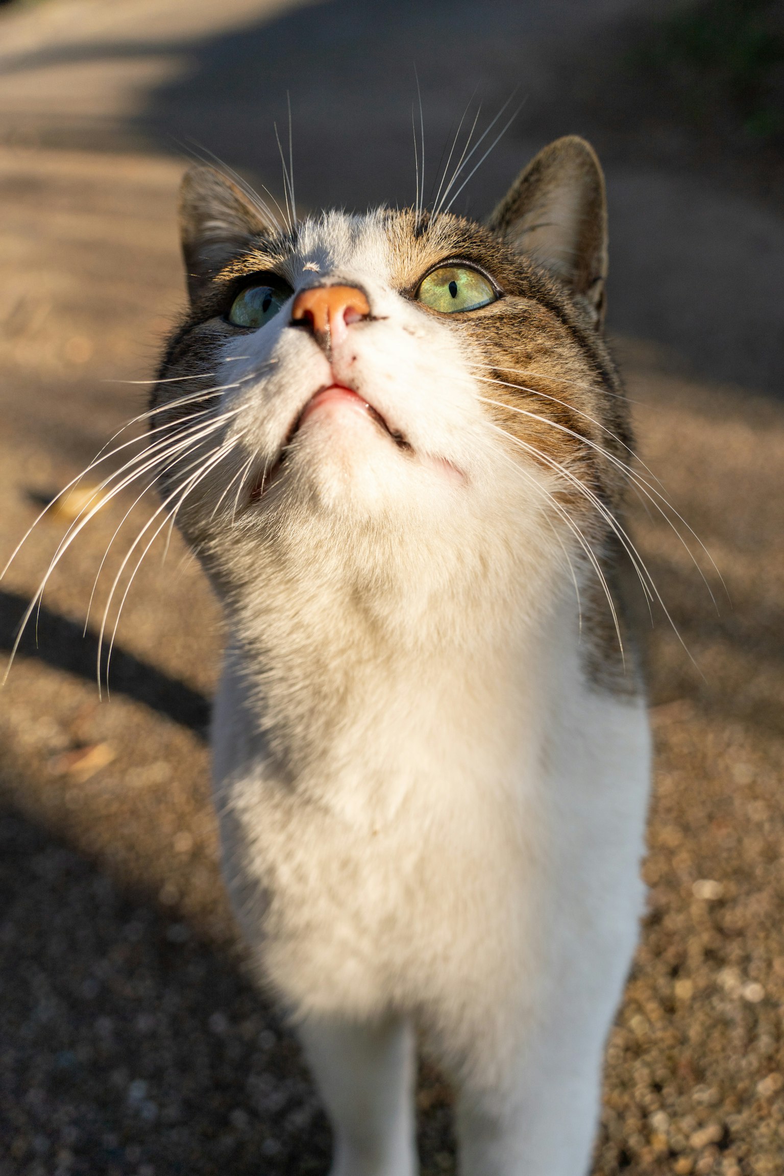 Eine weiß-braune Katze schaut nach oben mit lebhaften grünen Augen