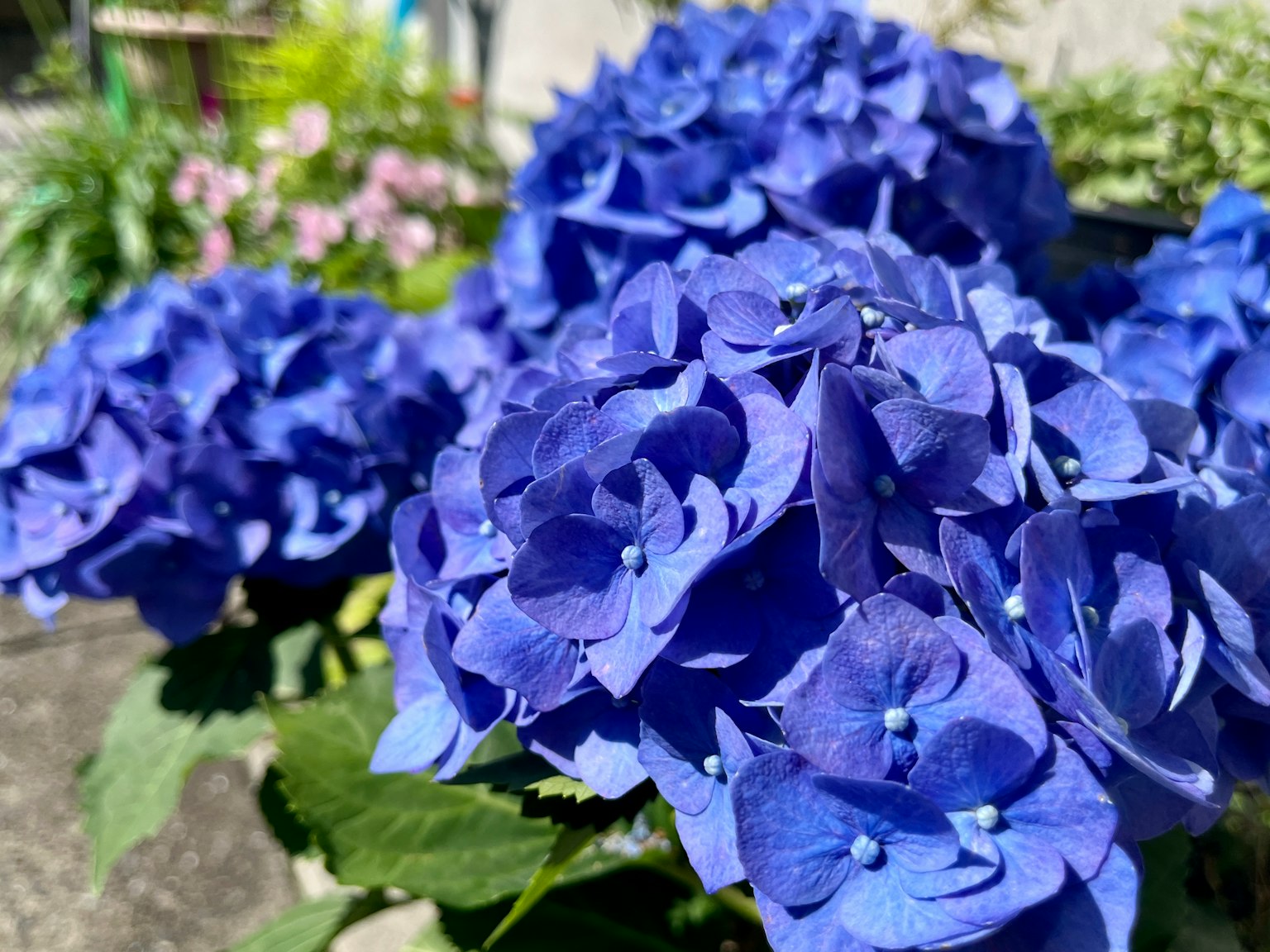 Nahaufnahme von lebhaften blauen Hortensienblüten in einem Garten