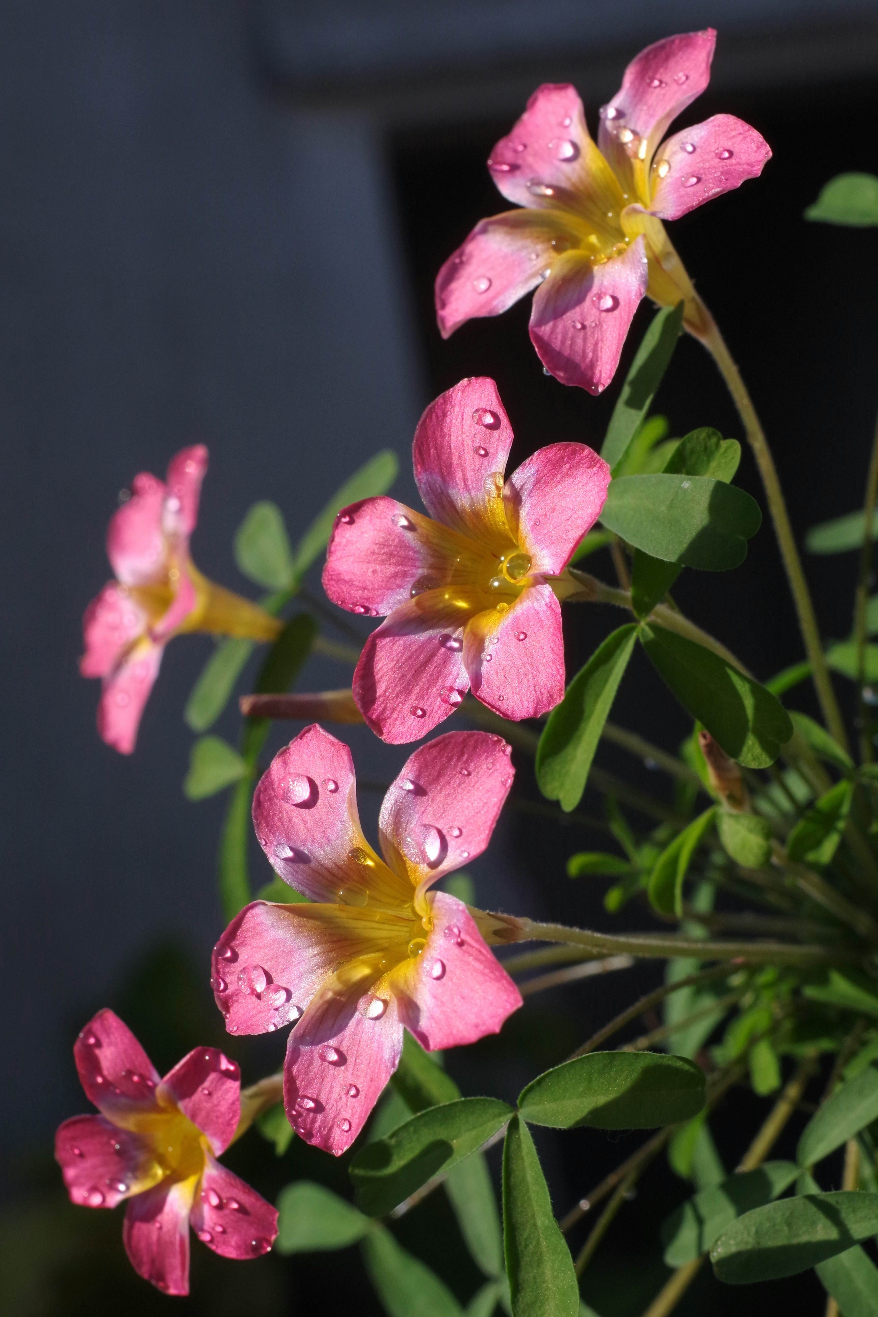 オキザリス「キャンディボックス」ポメグラネートの花と葉