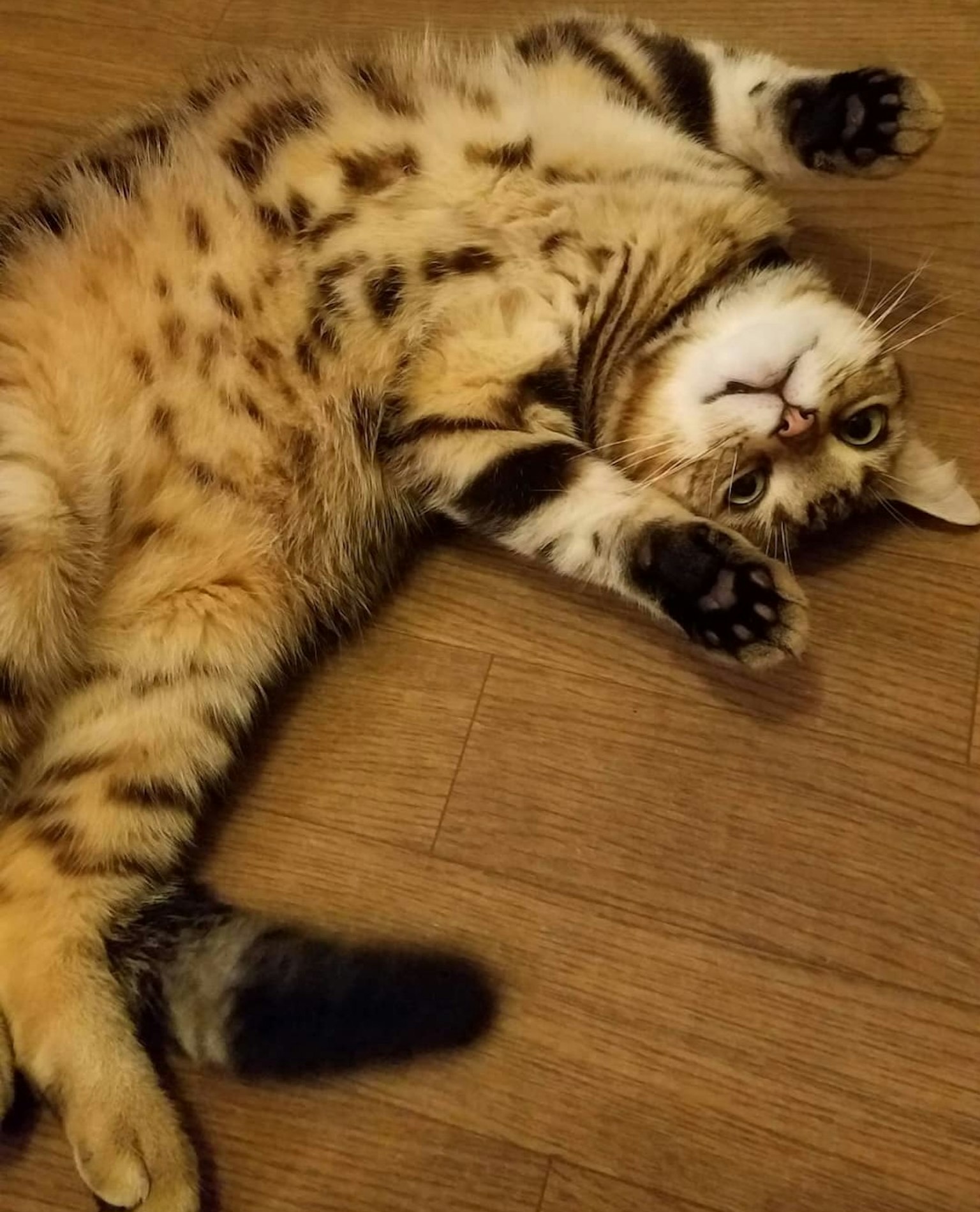 Seekor kucing bercak coklat berbaring di lantai