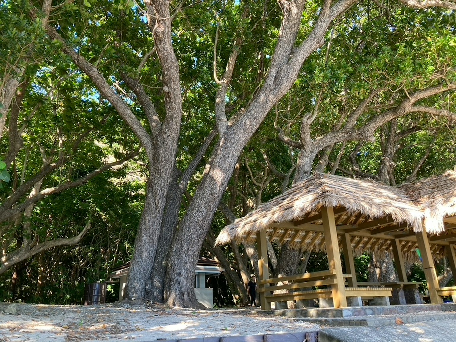 Pergola e tavolo all'aperto circondati da alberi verdi