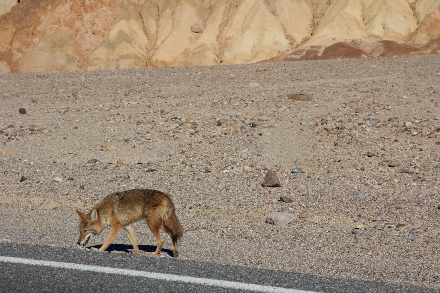 Koyote, der entlang einer Straße in einer trockenen Landschaft läuft