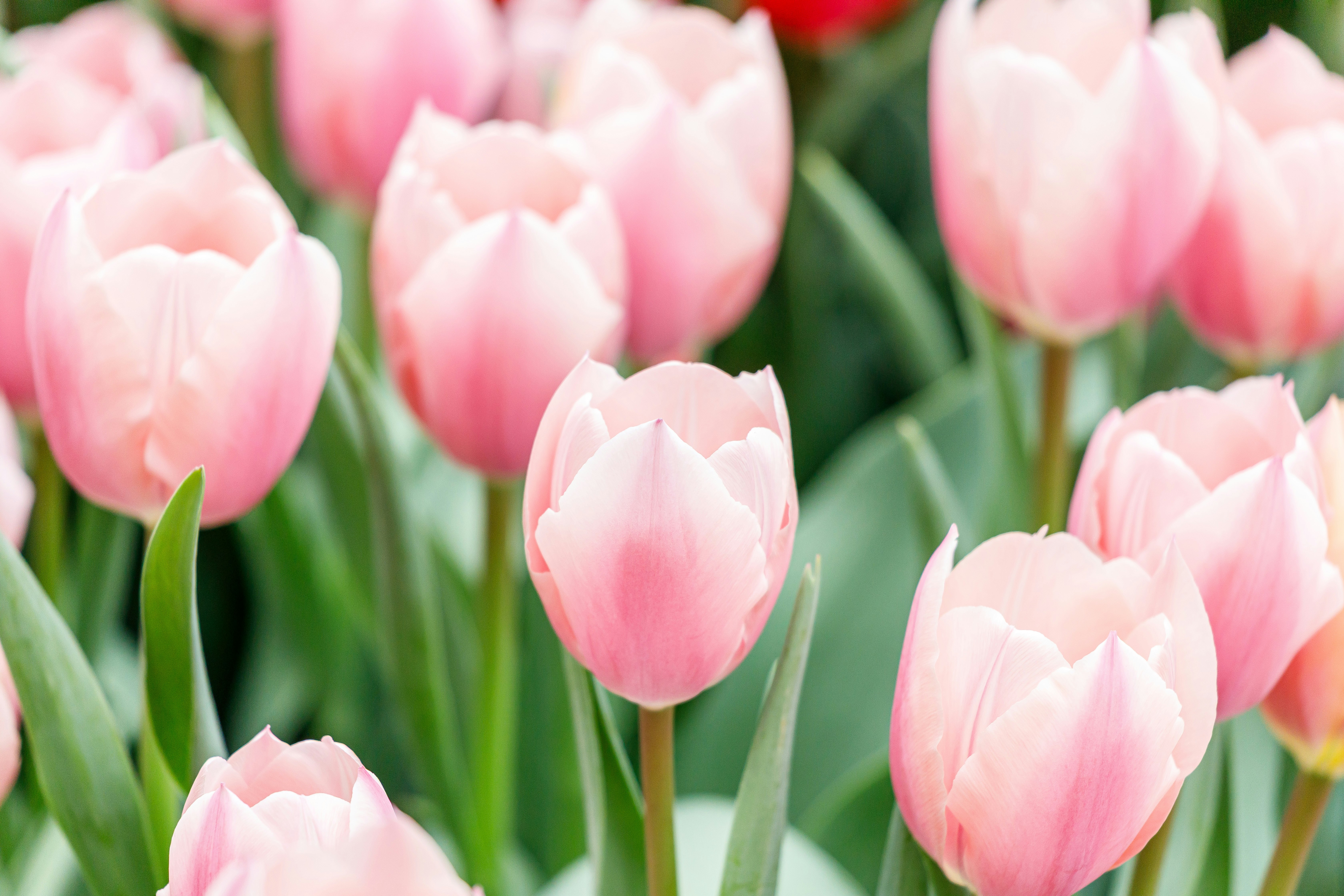 Campo de tulipanes rosa suave en flor