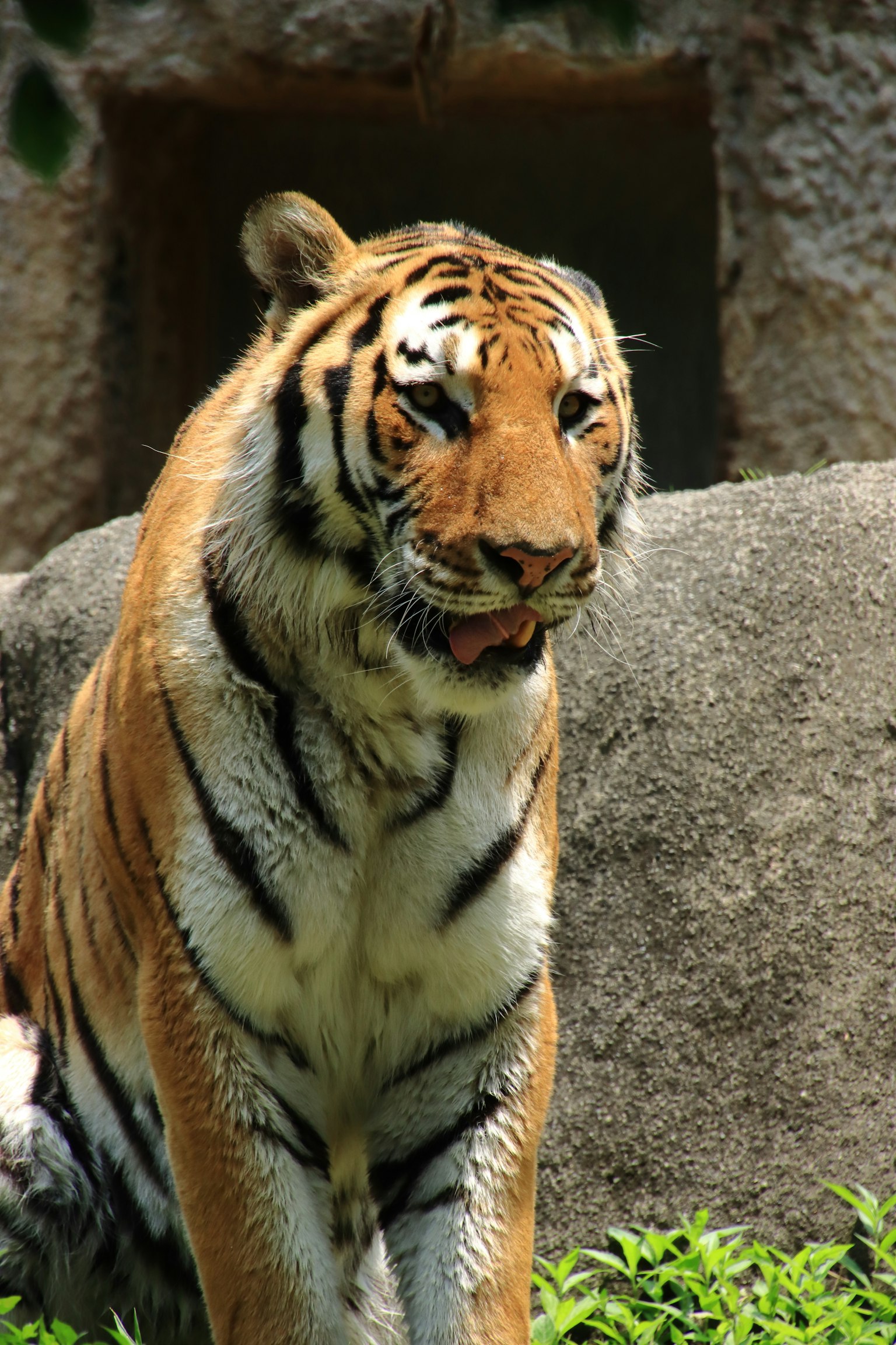 Un tigre seduto accanto a una roccia con vegetazione lussureggiante