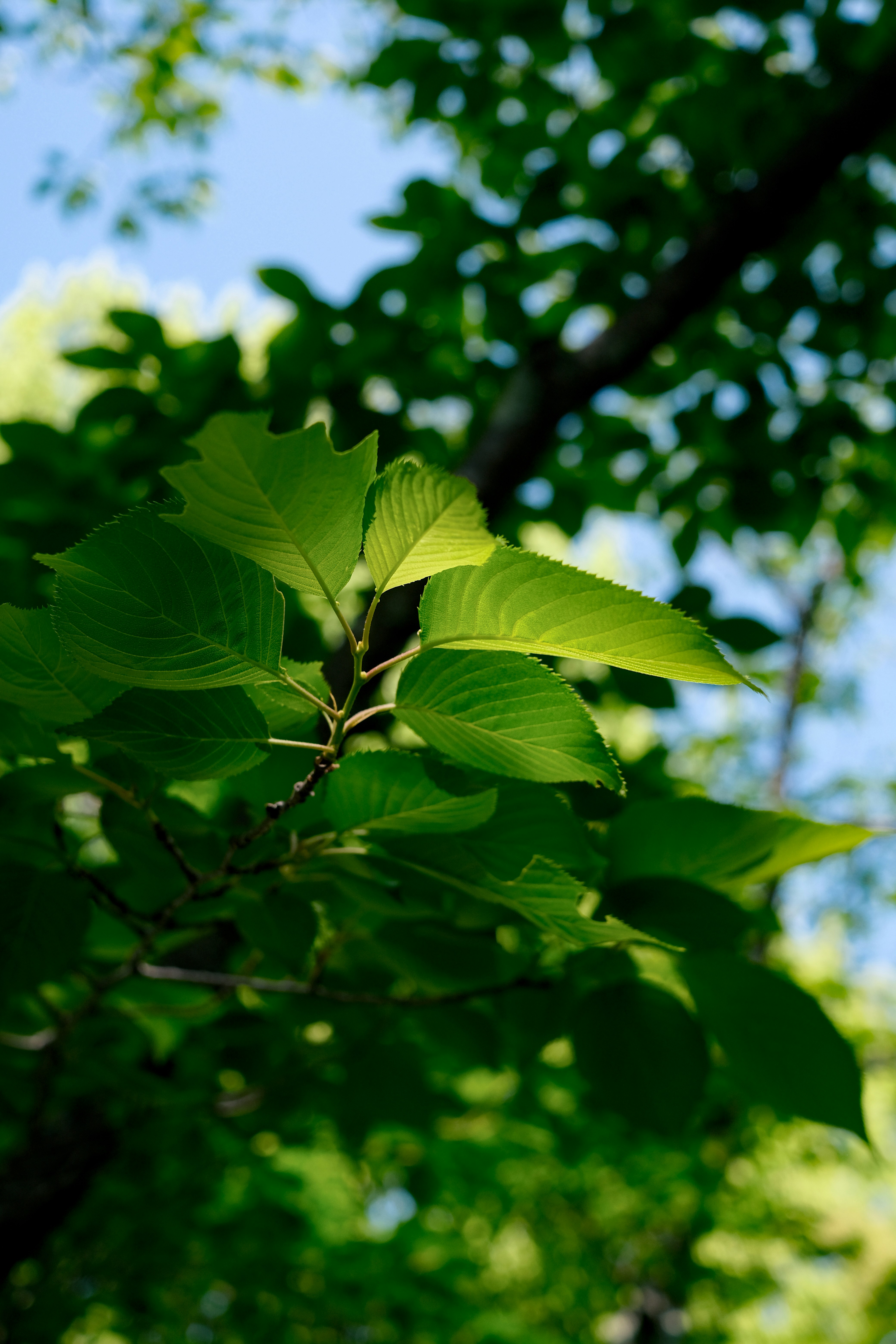 close-up of leafy green tree branches