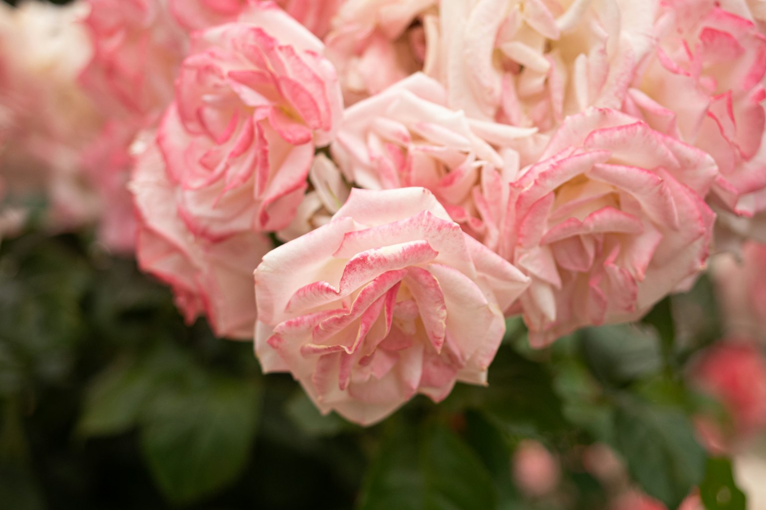 Close-up of a bouquet of light pink roses
