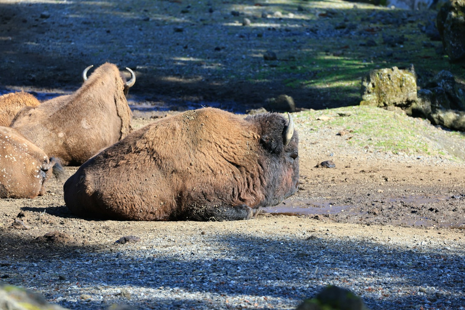 A herd of wild bison resting on the grass