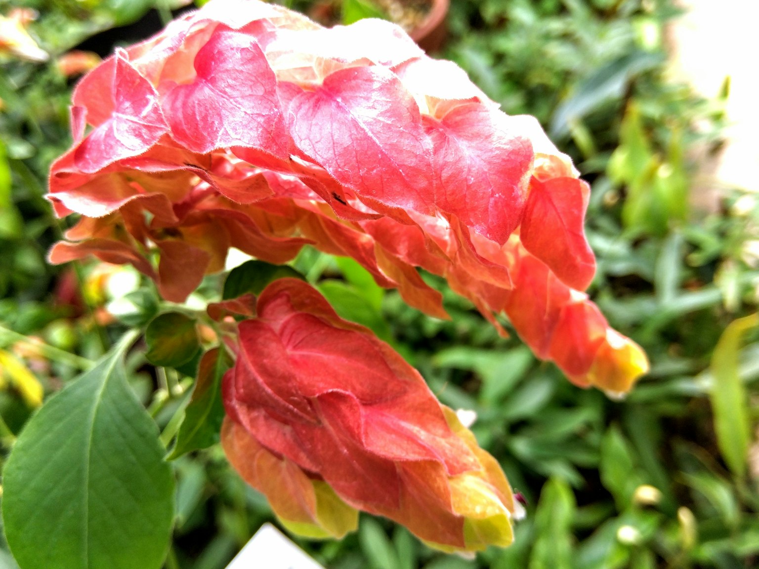 Primo piano di una pianta con petali rossi vivaci
