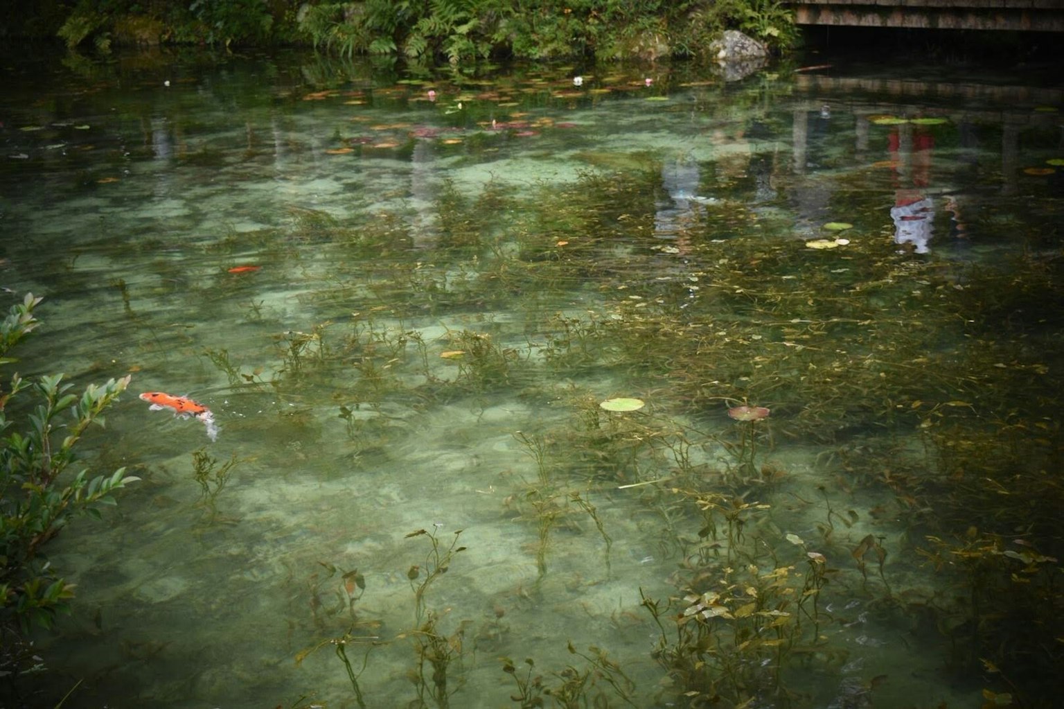 Superficie de agua clara con plantas acuáticas verdes y carpas coloridas