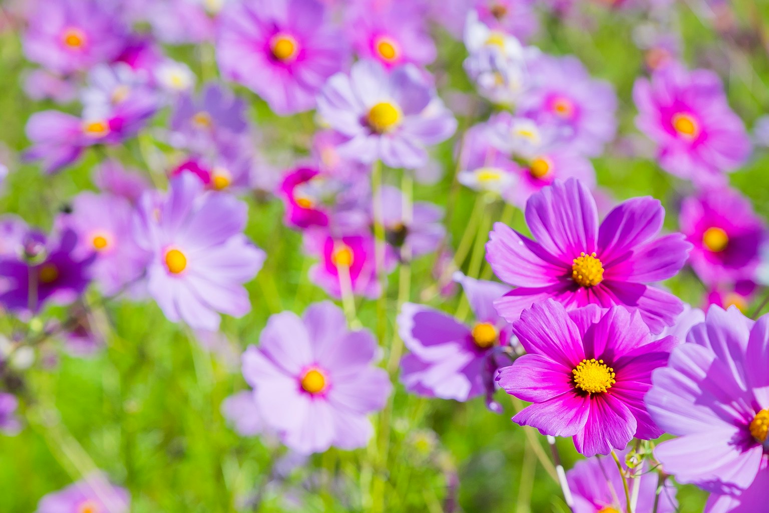 Champs de fleurs colorées avec des fleurs violettes et des centres jaunes