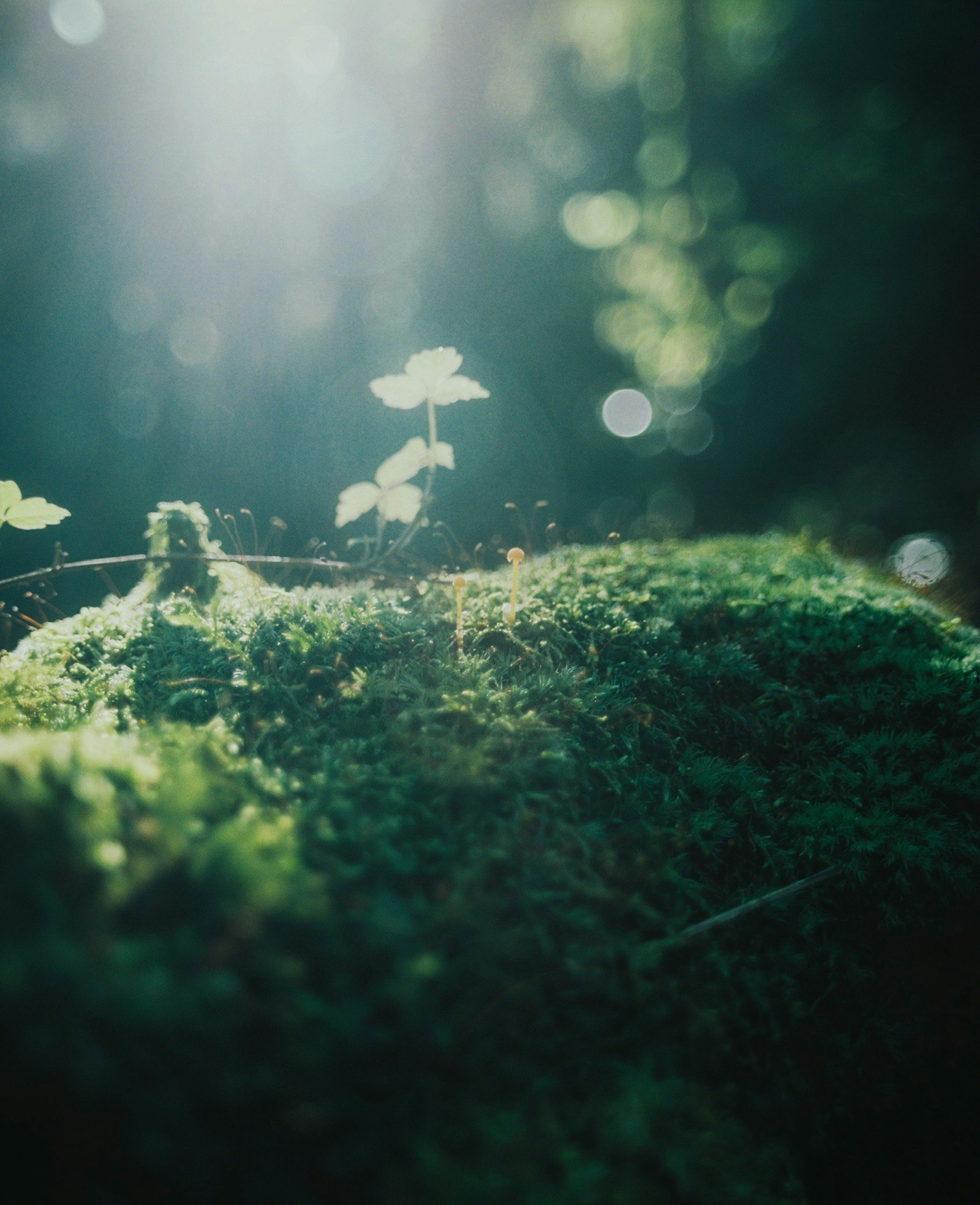 苔むした地面に小さな芽が伸びる自然の風景