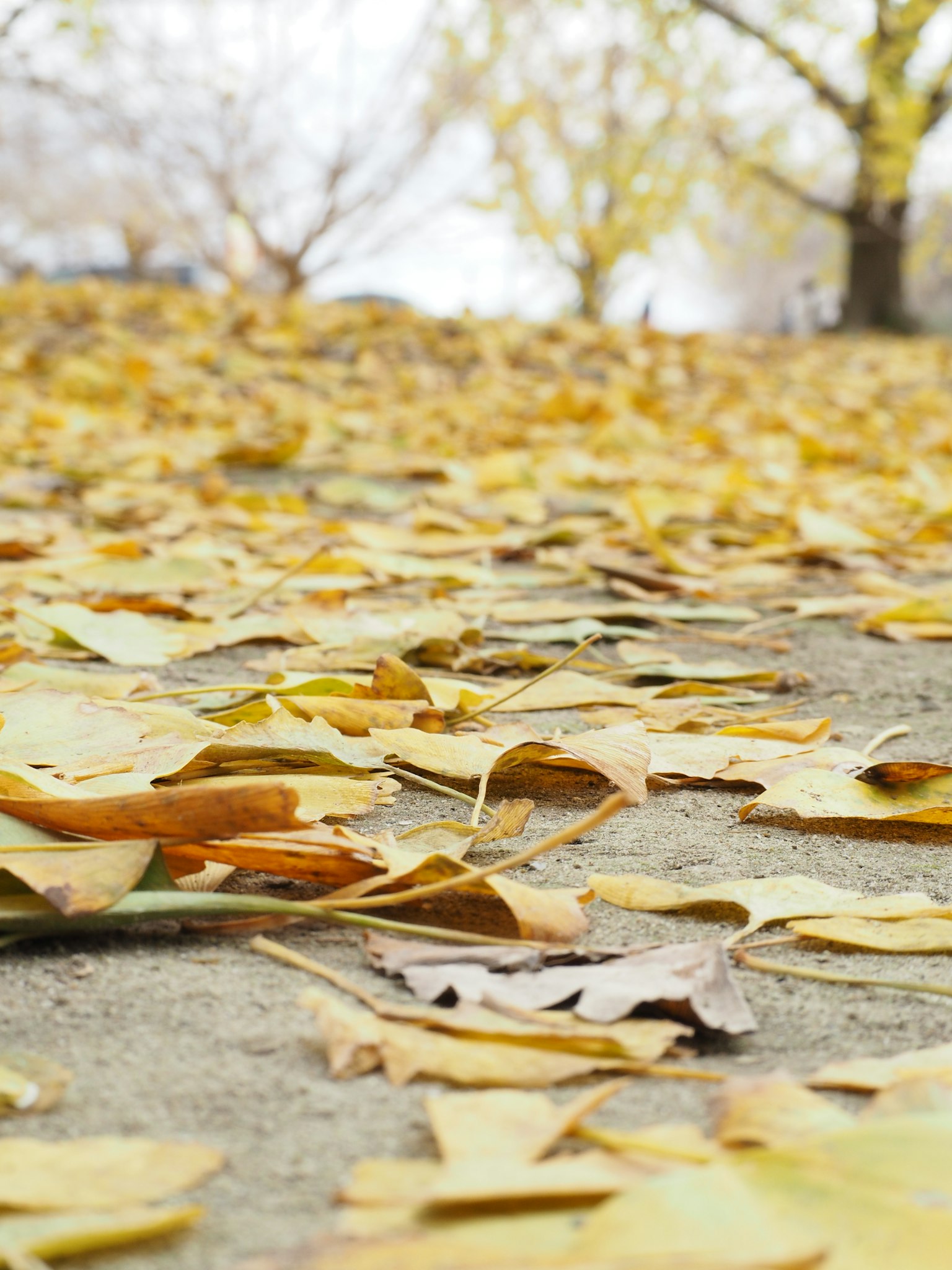 A ground covered with yellow autumn leaves