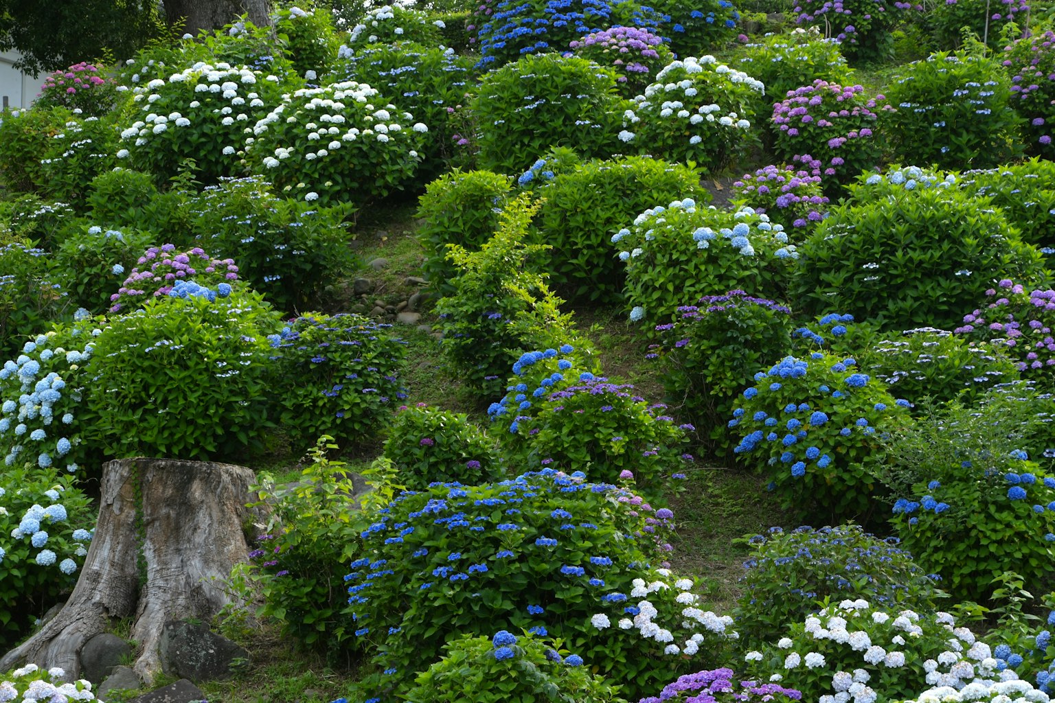 Vibrant hydrangeas blooming on a hillside