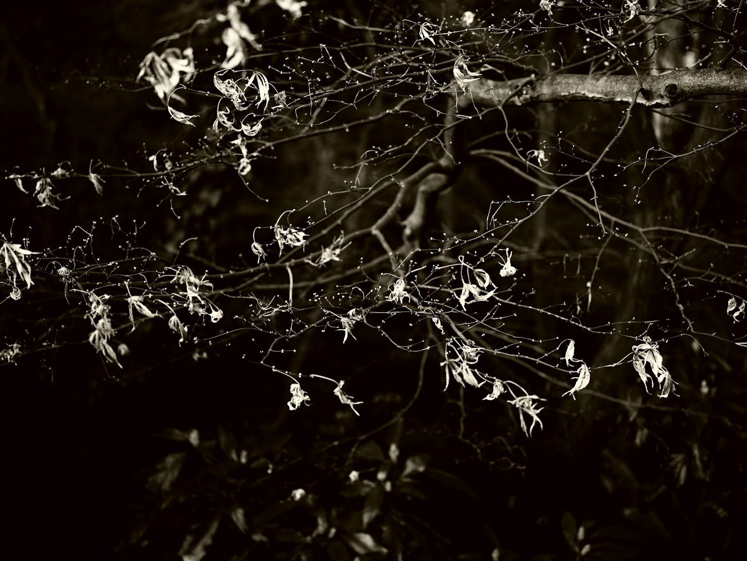 Cabang tipis dan daun yang kontras dengan latar belakang gelap