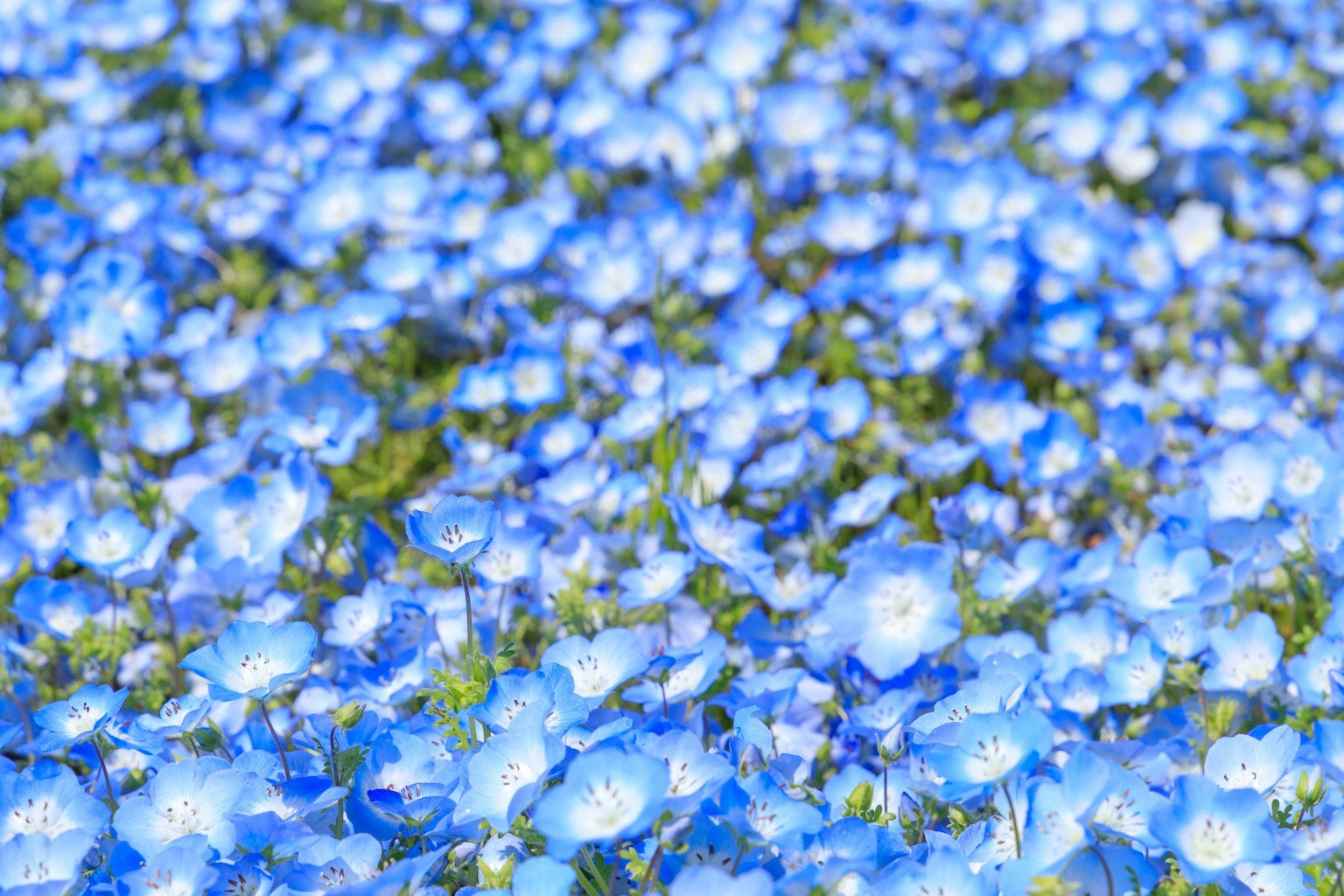 ทุ่งดอกไม้สีน้ำเงินที่มีใบสีเขียวเป็นจุดเด่นของฉาก