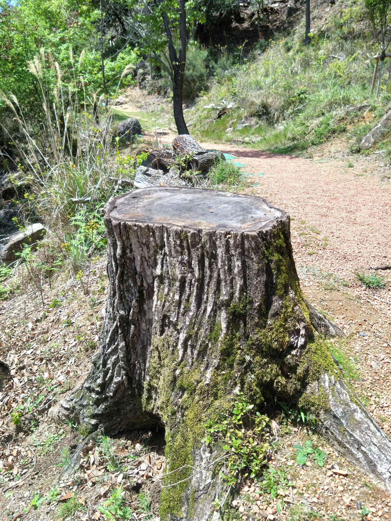 Baumstumpf umgeben von üppigem Grün