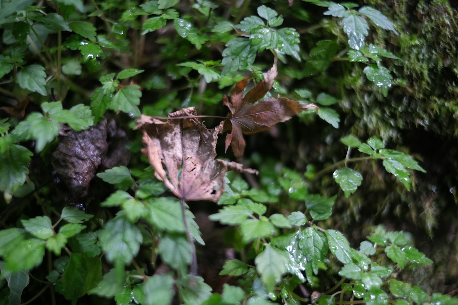 Contraste de feuilles sèches et de feuilles vertes cachées dans le feuillage