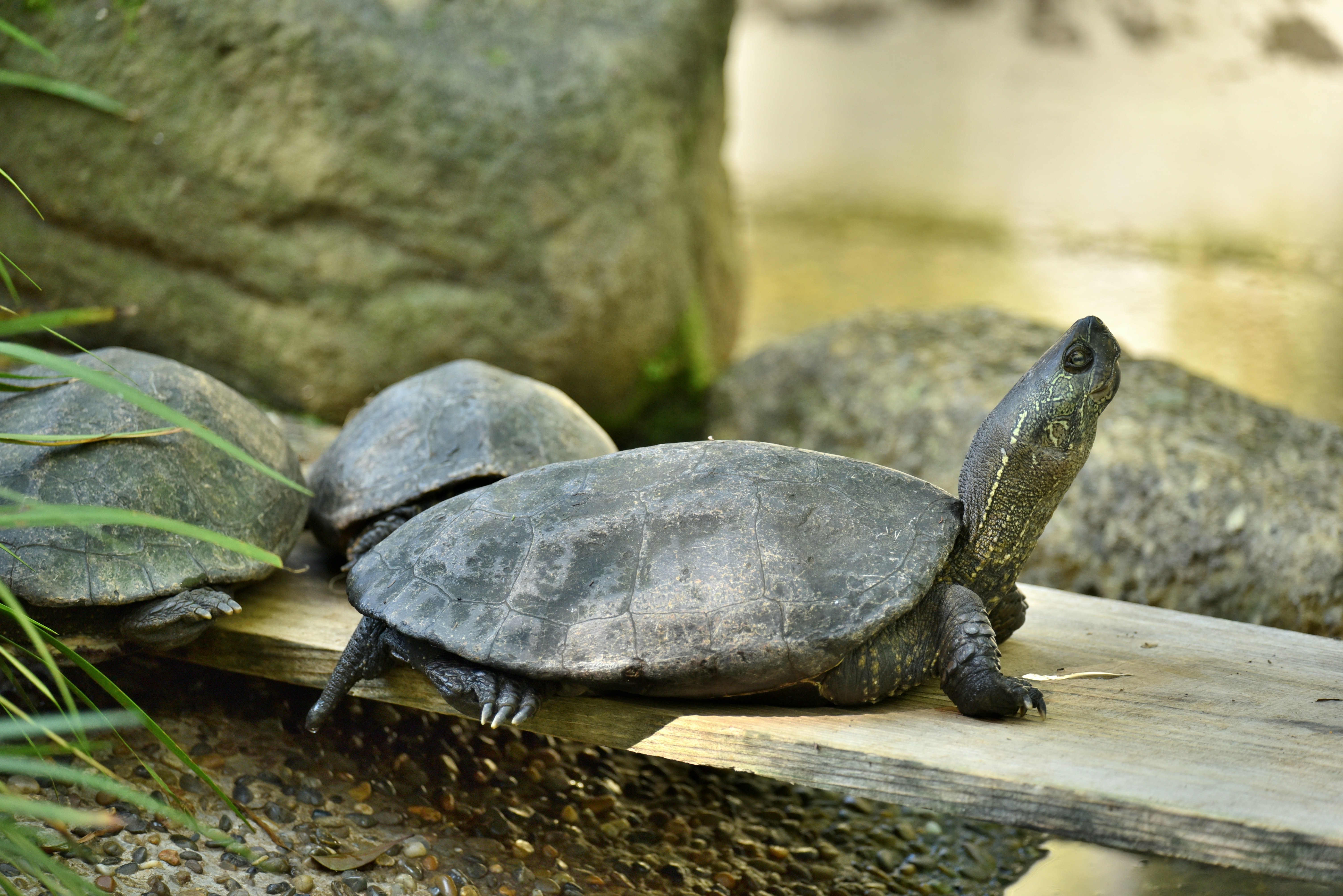 丸太の上のカメと甲羅の質感