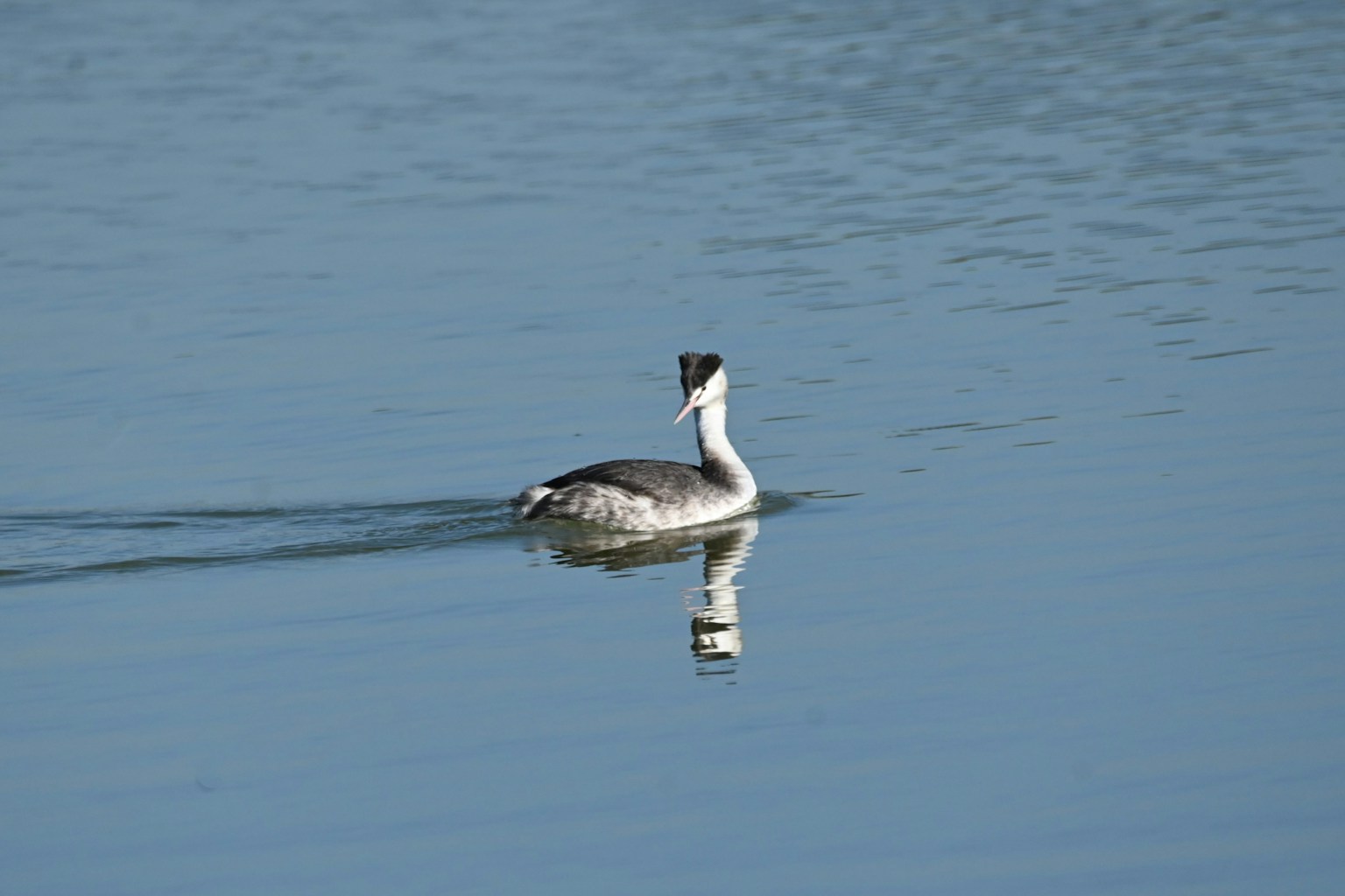 Un somormujo nadando en una superficie de agua tranquila
