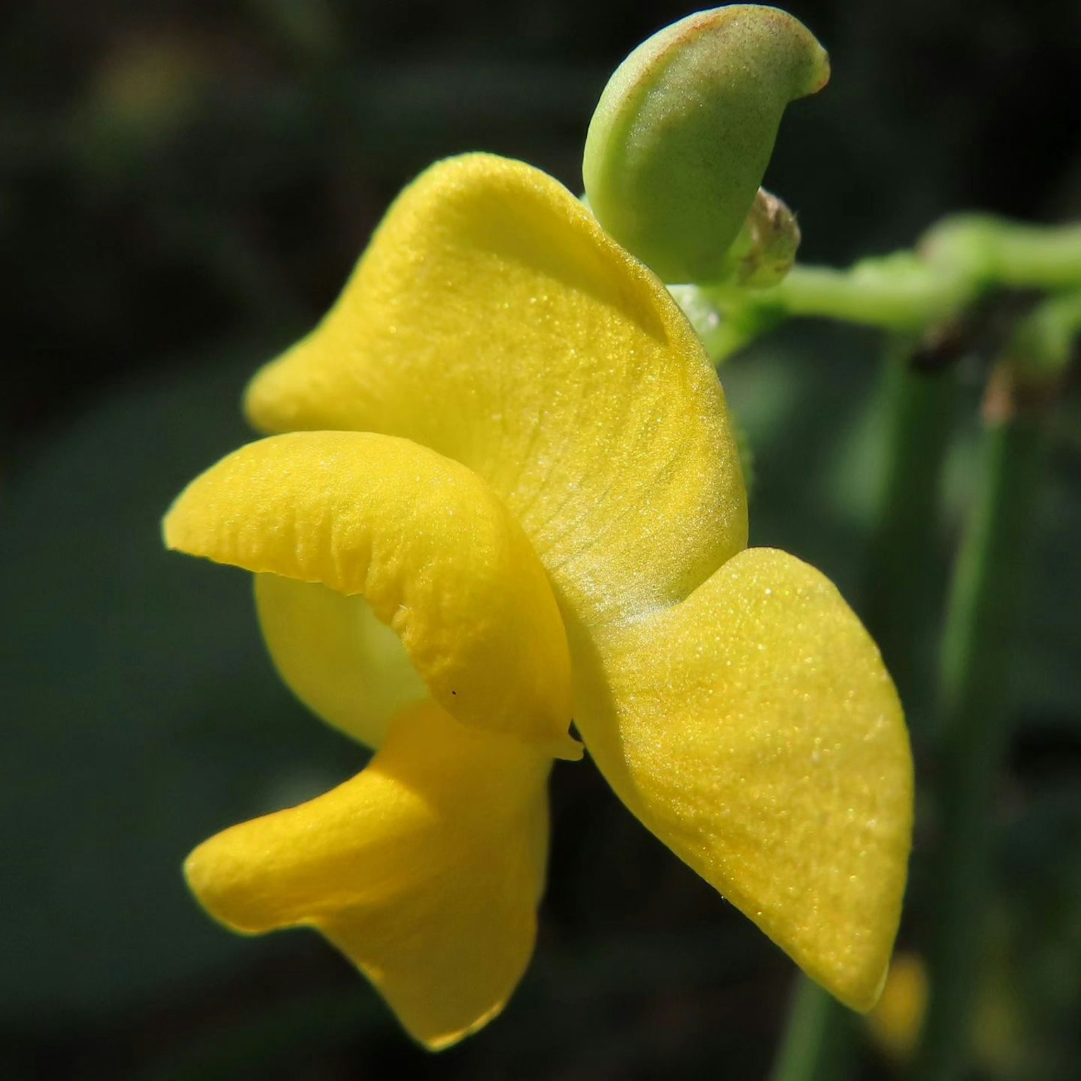 Close-up of an orchid with vibrant yellow petals
