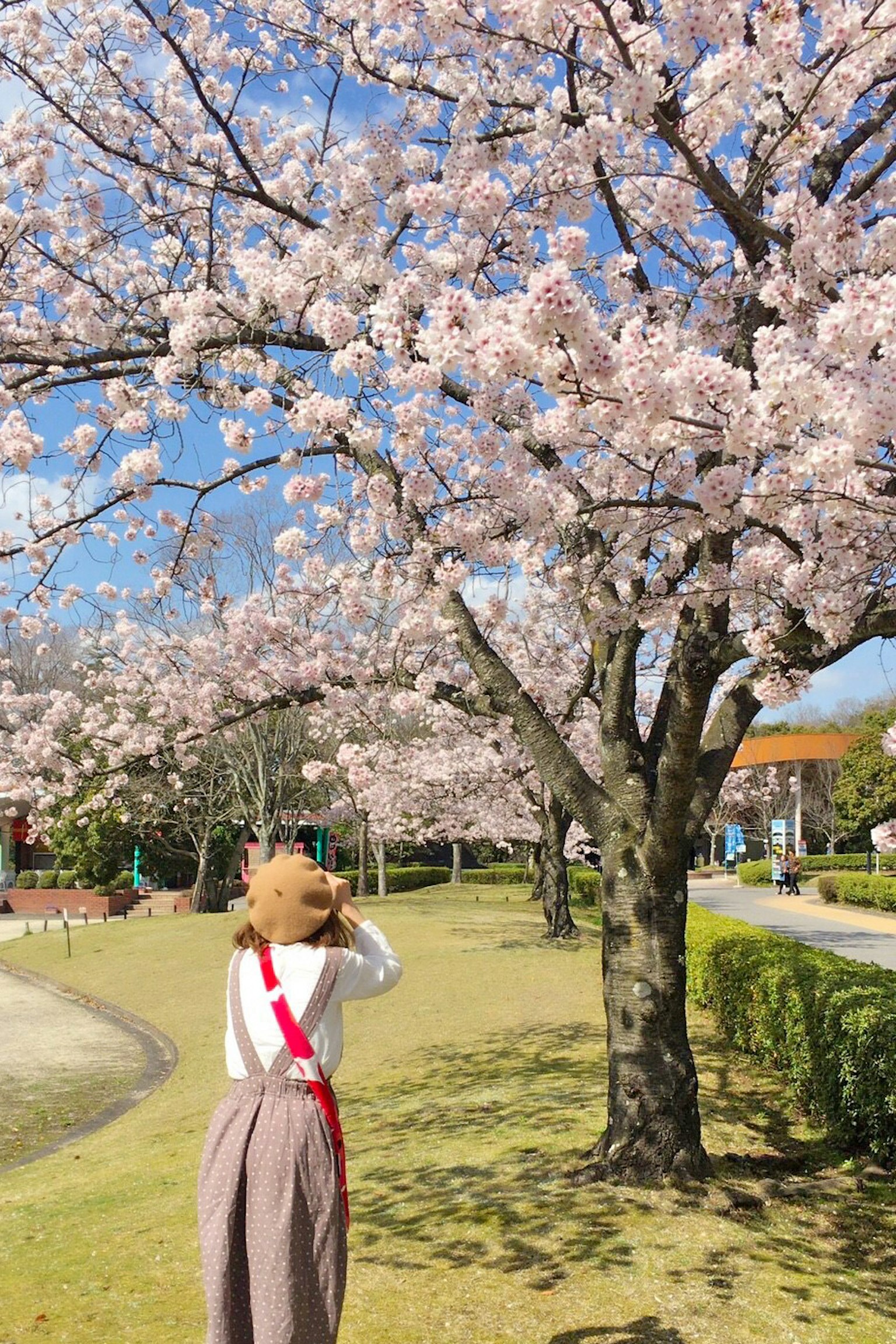 Woman taking a photo under cherry blossom trees