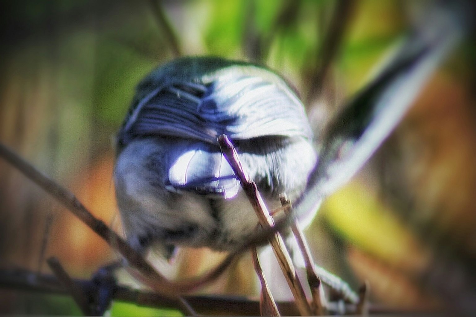A small bird facing away perched on a branch with a colorful background